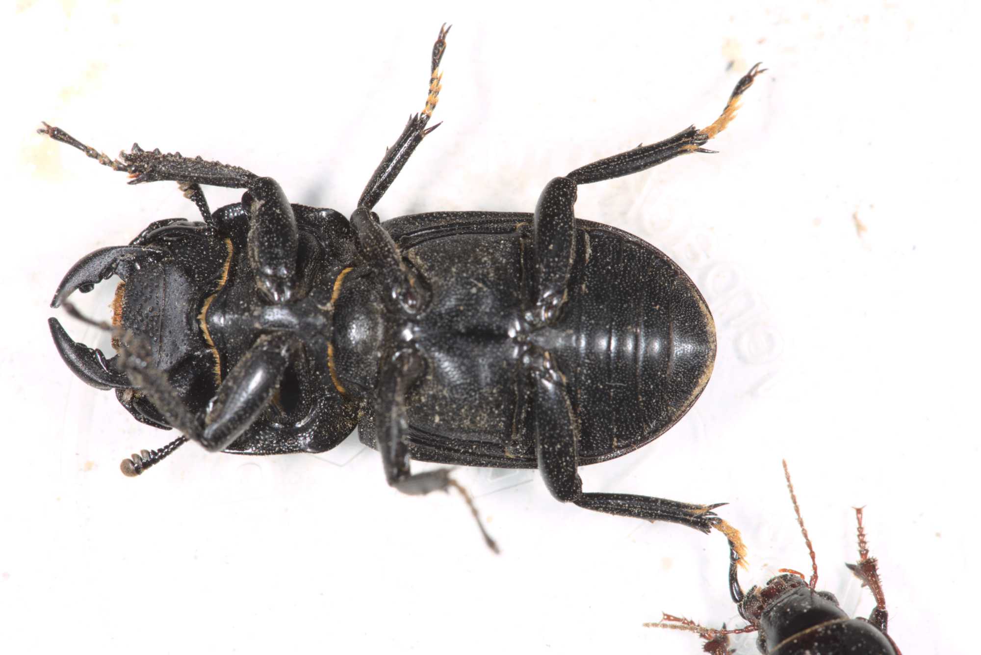 Harpalus calceatus (Harpalus calceatus), Lokation: Deutschland | Nordrhein-Westfalen | Heinsberg | Wassenberg Kategorien: Käfer, Hortus rusticus, Familie: Carabidae (Laufkäfer), Datum: 23.06.2017