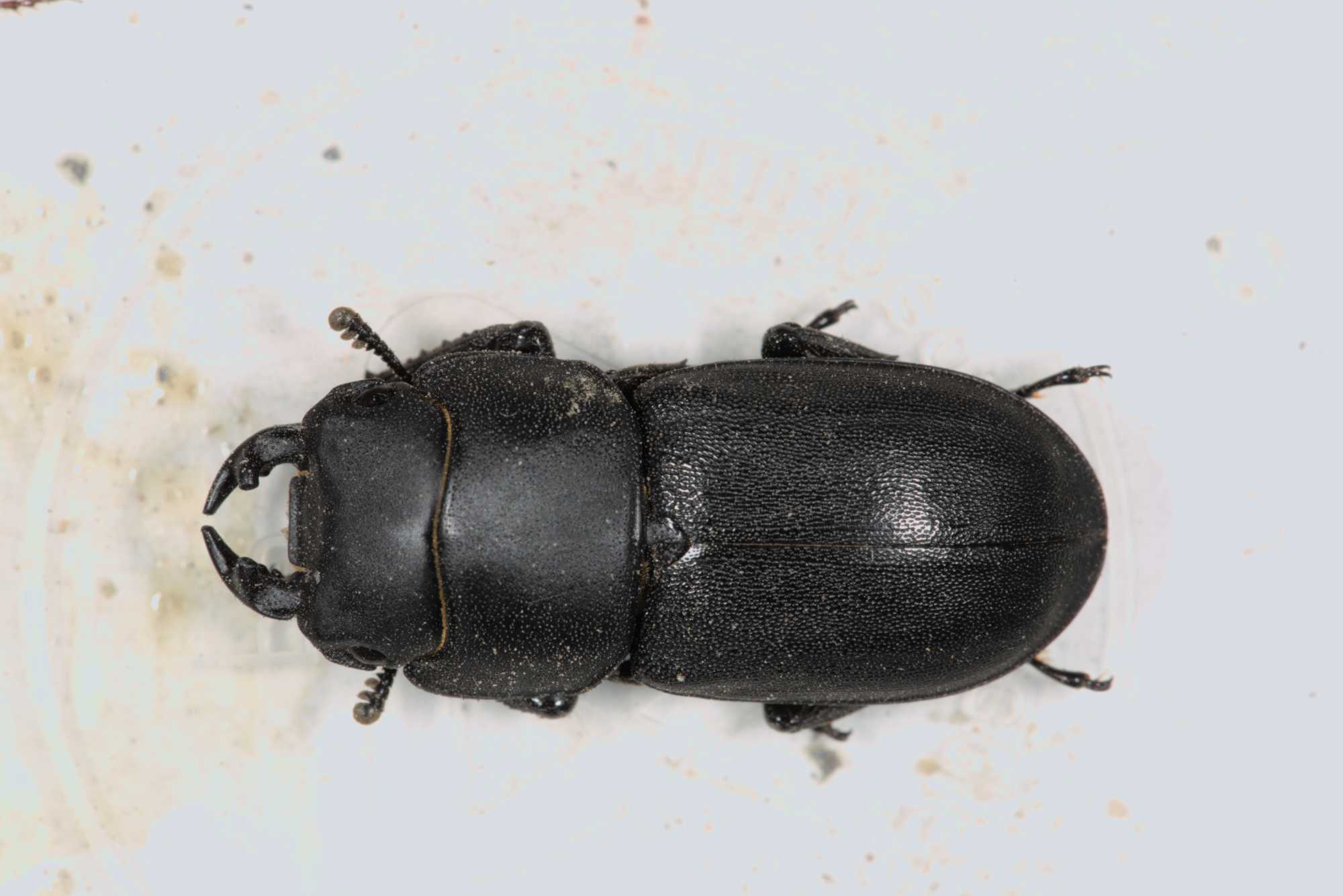 Lokation: Deutschland | Nordrhein-Westfalen | Heinsberg | Wassenberg Kategorien: Käfer, Hortus rusticus, Datum: 23.06.2017