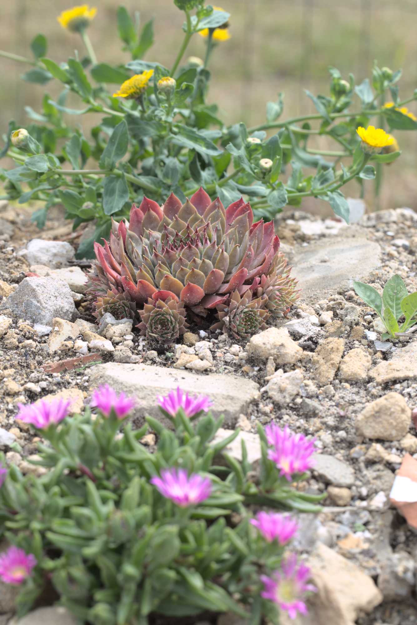Lokation: Deutschland | Nordrhein-Westfalen | Heinsberg | Wassenberg Kategorien: Magerbeet, Hortus rusticus, Datum: 15.07.2017