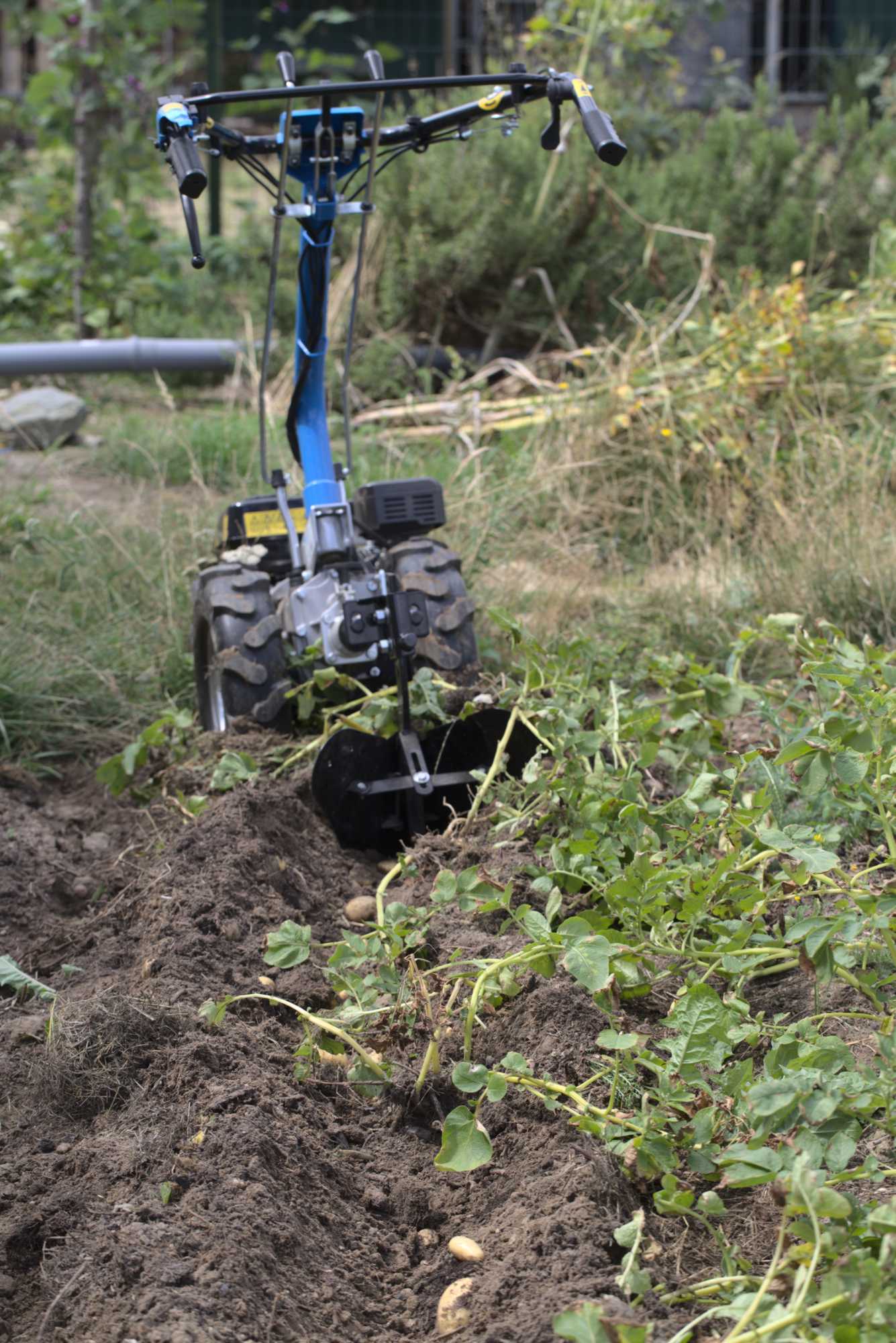 Lokation: Deutschland | Nordrhein-Westfalen | Heinsberg | Wassenberg Kategorien: Nutzgarten, Hortus rusticus, Selbstversorgung, Datum: 22.07.2017
