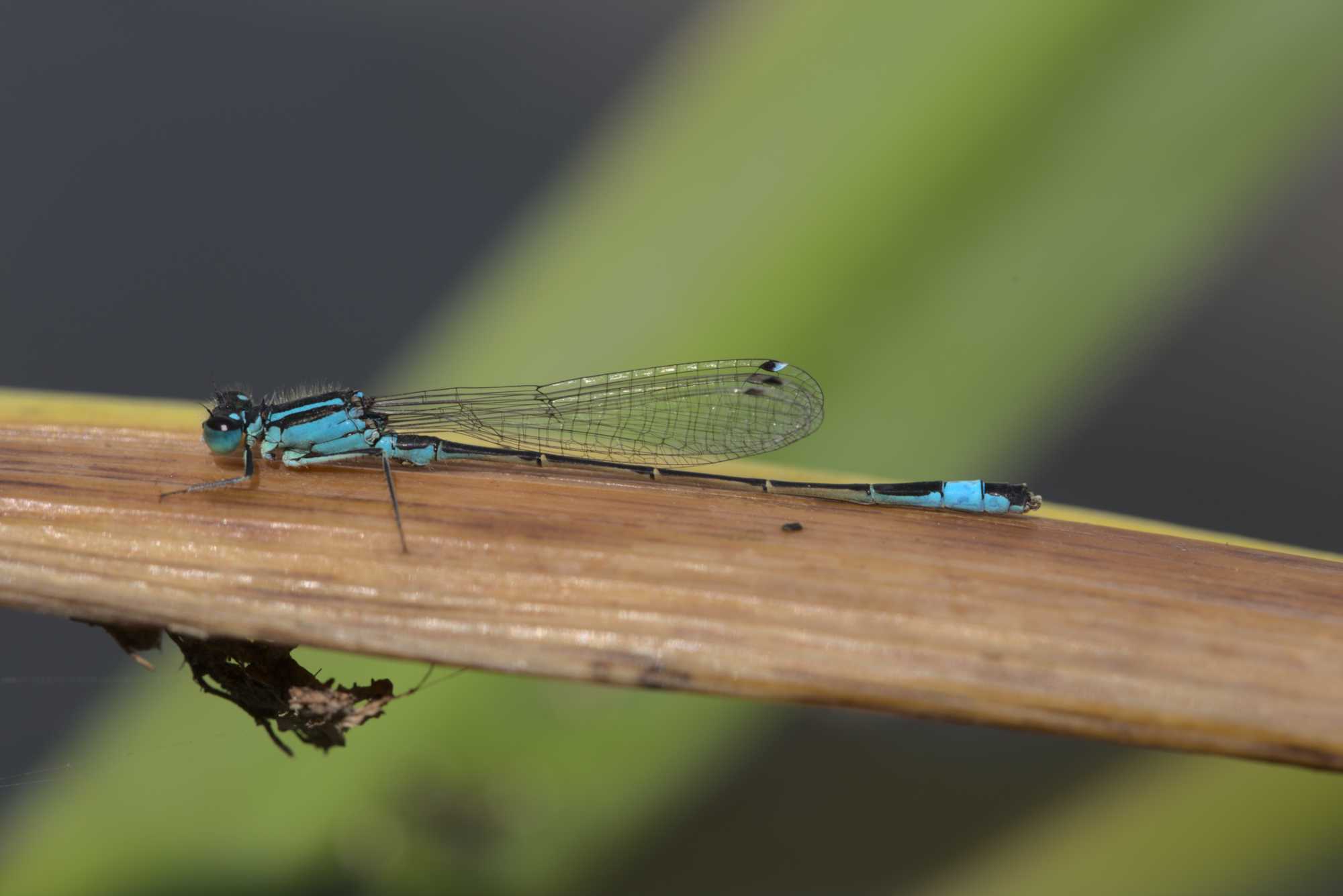 Lokation: Deutschland | Nordrhein-Westfalen | Heinsberg | Wassenberg Kategorien: Libellen, Hortus rusticus, Datum: 26.07.2017
