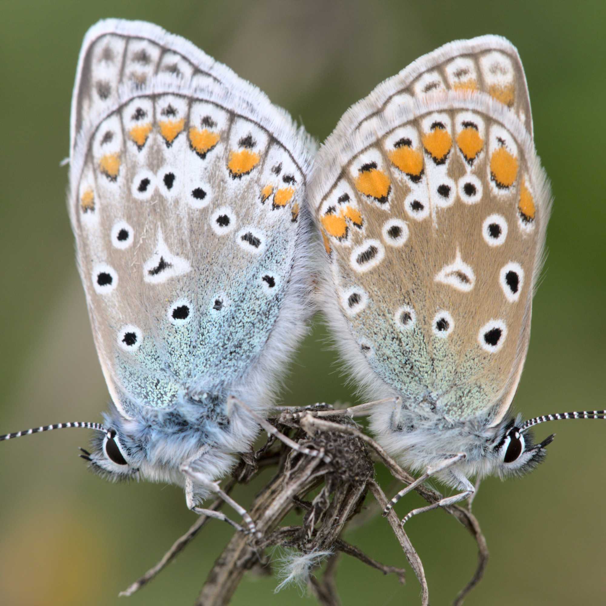 Hauhechel-Bläuling (Polyommatus icarus), Lokation: Deutschland | Nordrhein-Westfalen | Heinsberg | Wassenberg Kategorien: Schmetterlinge, Hortus rusticus, Familie: Lycaenidae (Bläulinge), Datum: 25.08.2017