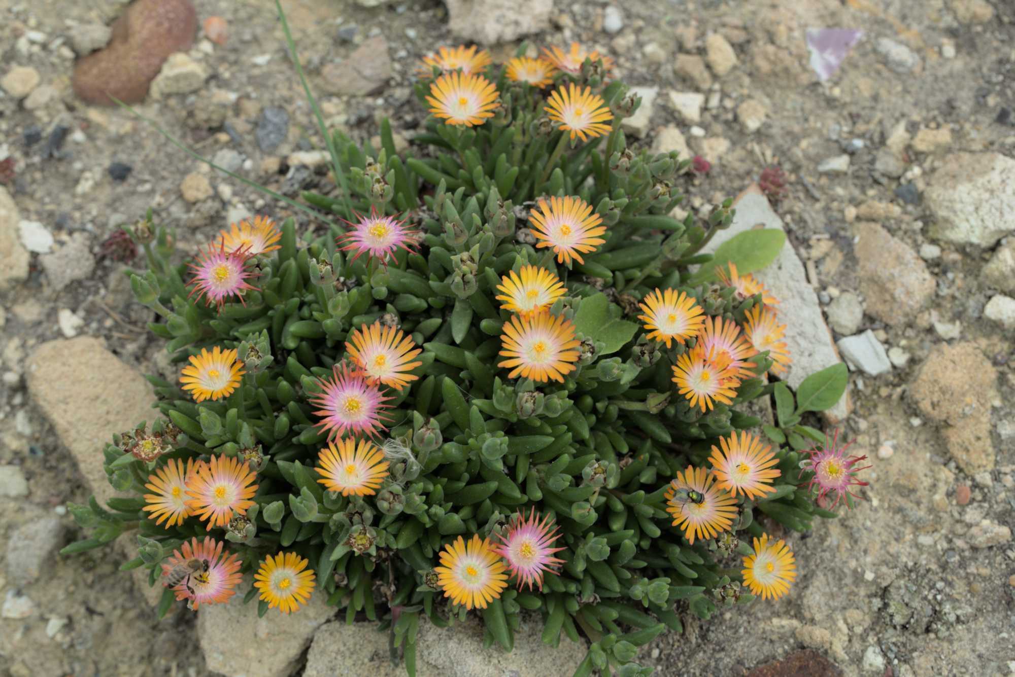 Lokation: Deutschland | Nordrhein-Westfalen | Heinsberg | Wassenberg Kategorien: Magerbeet, Hortus rusticus, Datum: 25.08.2017