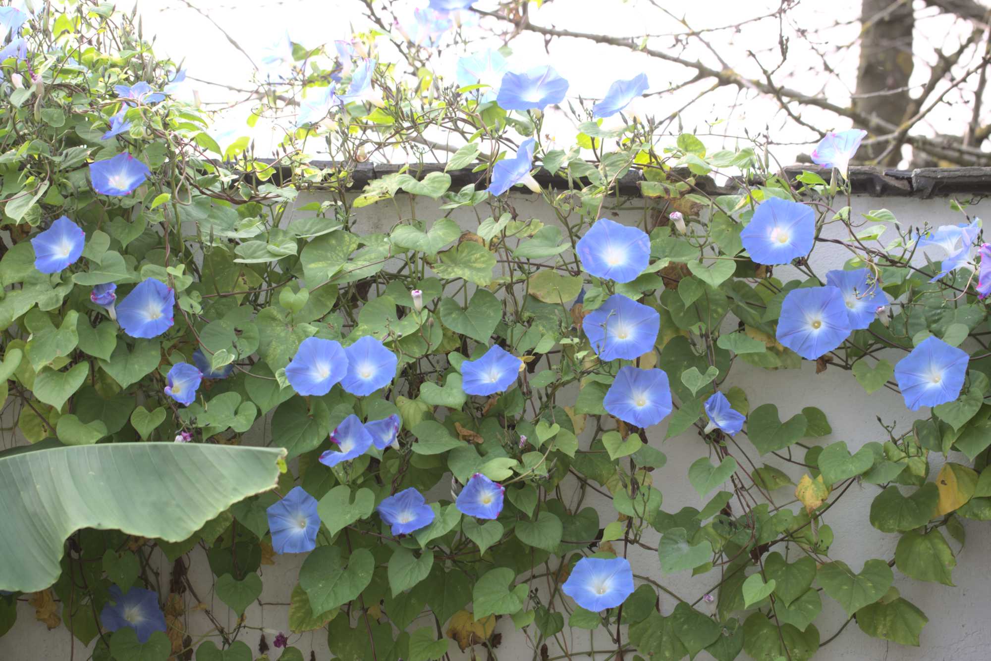 Lokation: Deutschland | Nordrhein-Westfalen | Heinsberg | Wassenberg Kategorien: Kletterpflanzen, Hortus rusticus, Datum: 17.10.2017