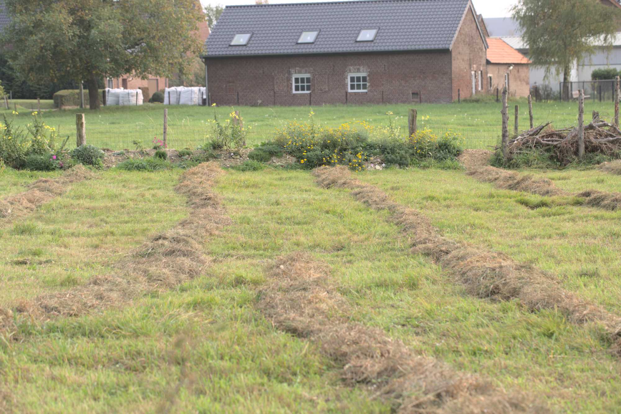 Lokation: Deutschland | Nordrhein-Westfalen | Heinsberg | Wassenberg Kategorien: Wiese, Hortus rusticus, Datum: 17.10.2017