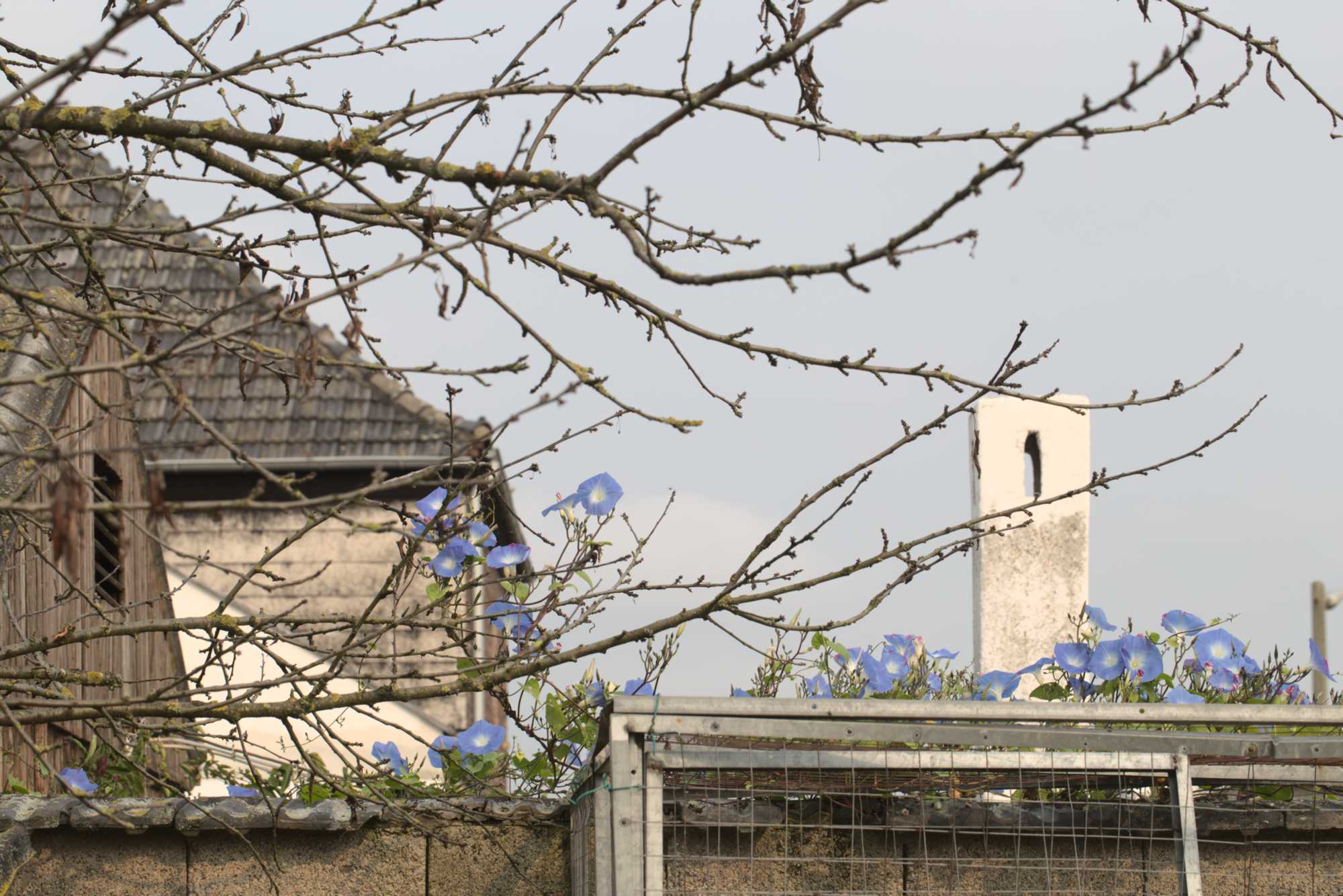 Lokation: Deutschland | Nordrhein-Westfalen | Heinsberg | Wassenberg Kategorien: Haus, Hortus rusticus, Datum: 17.10.2017