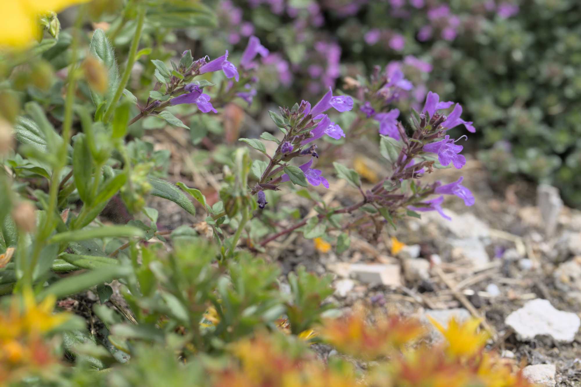 Lokation: Deutschland | Nordrhein-Westfalen | Heinsberg | Wassenberg Kategorien: Naturgarten, Magerbeet, Hortus rusticus, Landhausgarten, Datum: 27.05.2018