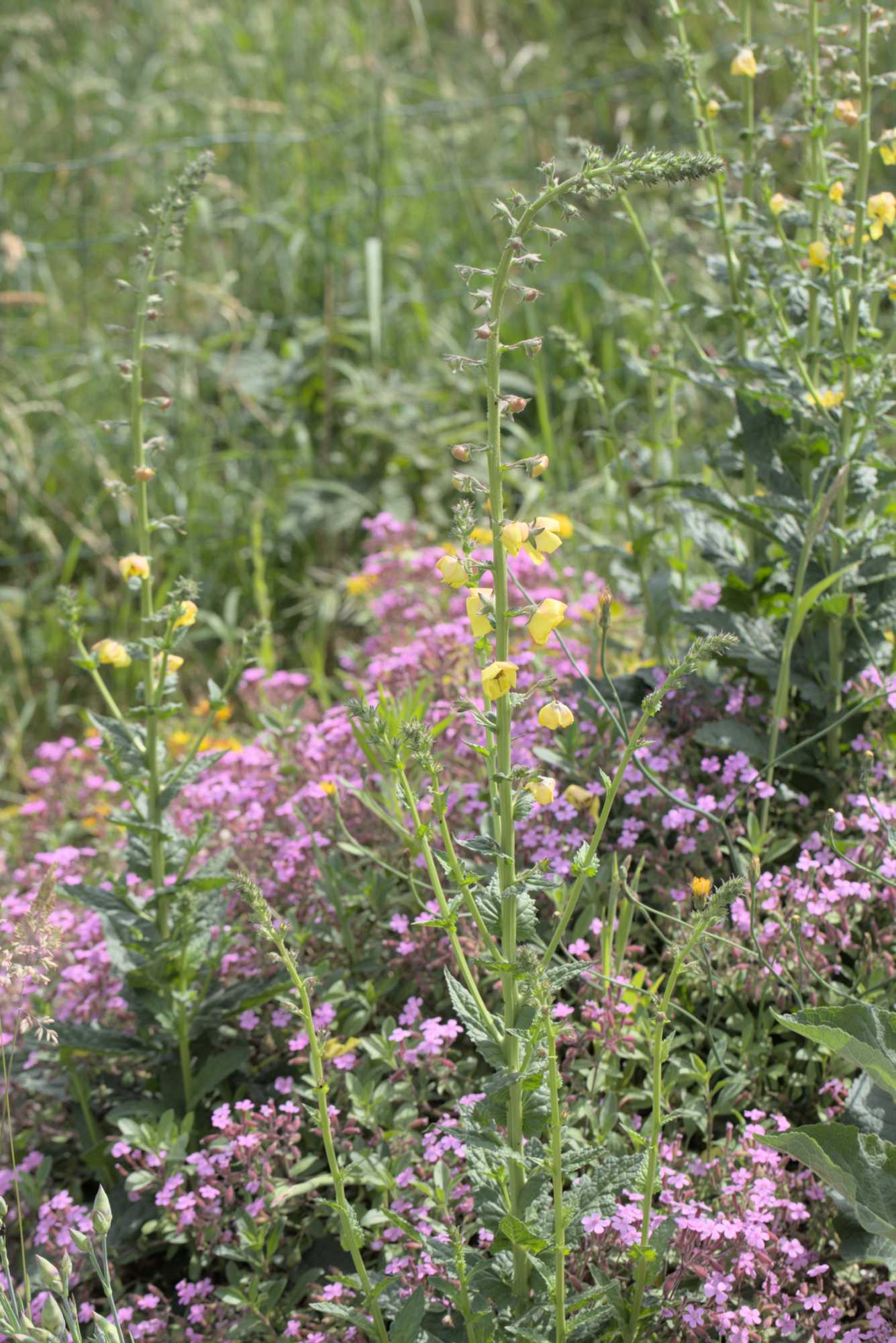Lokation: Deutschland | Nordrhein-Westfalen | Heinsberg | Wassenberg Kategorien: Naturgarten, Magerbeet, Hortus rusticus, Landhausgarten, Datum: 27.05.2018