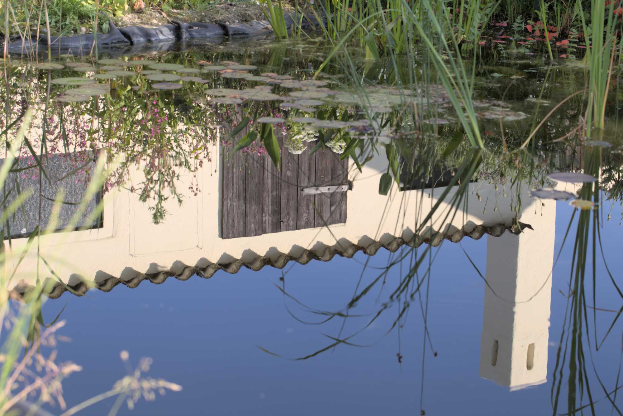 Lokation: Deutschland | Nordrhein-Westfalen | Heinsberg | Wassenberg Kategorien: Teich, Hortus rusticus, Datum: 30.05.2018