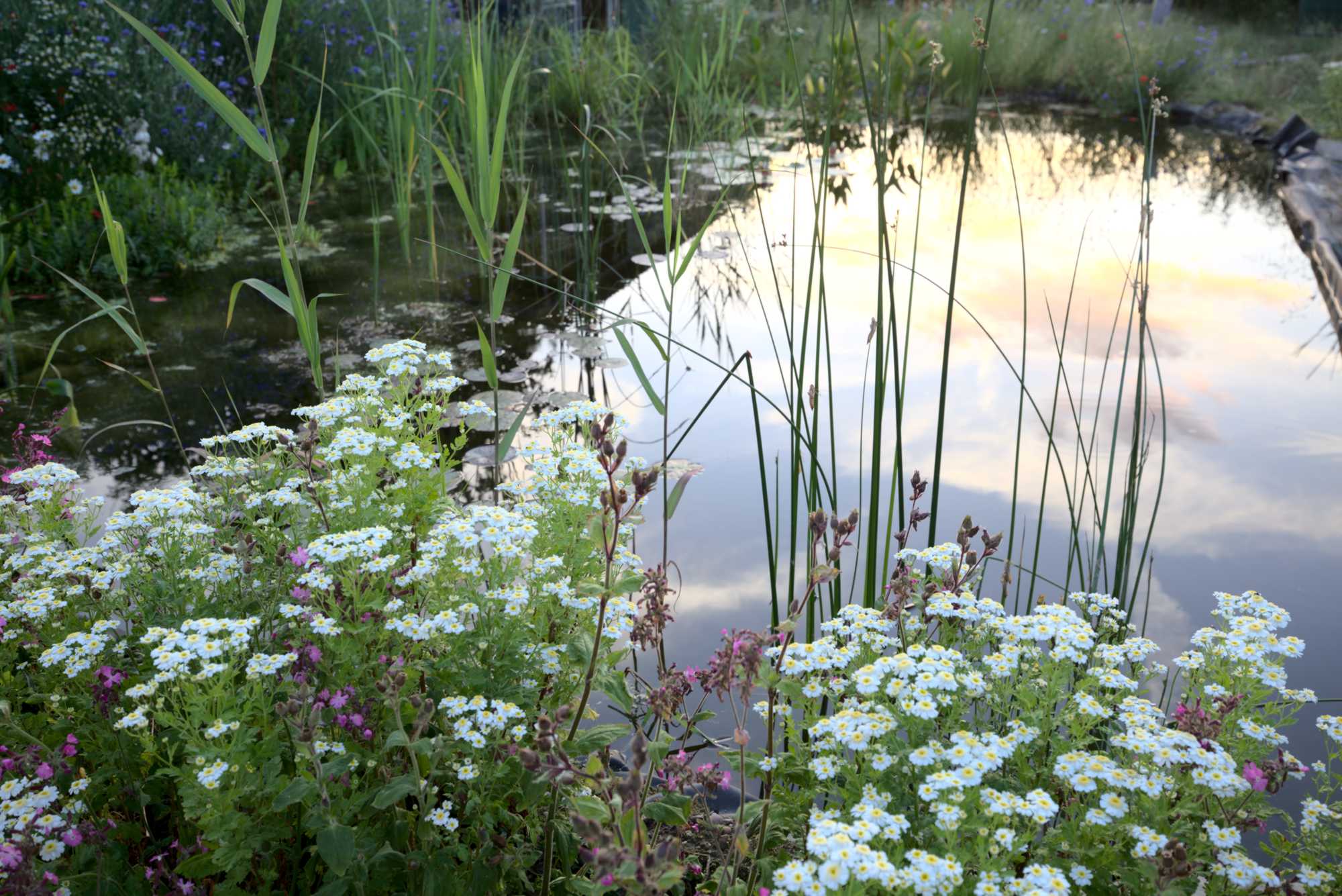 Lokation: Deutschland | Nordrhein-Westfalen | Heinsberg | Wassenberg Kategorien: Teich, Hortus rusticus, Datum: 30.05.2018