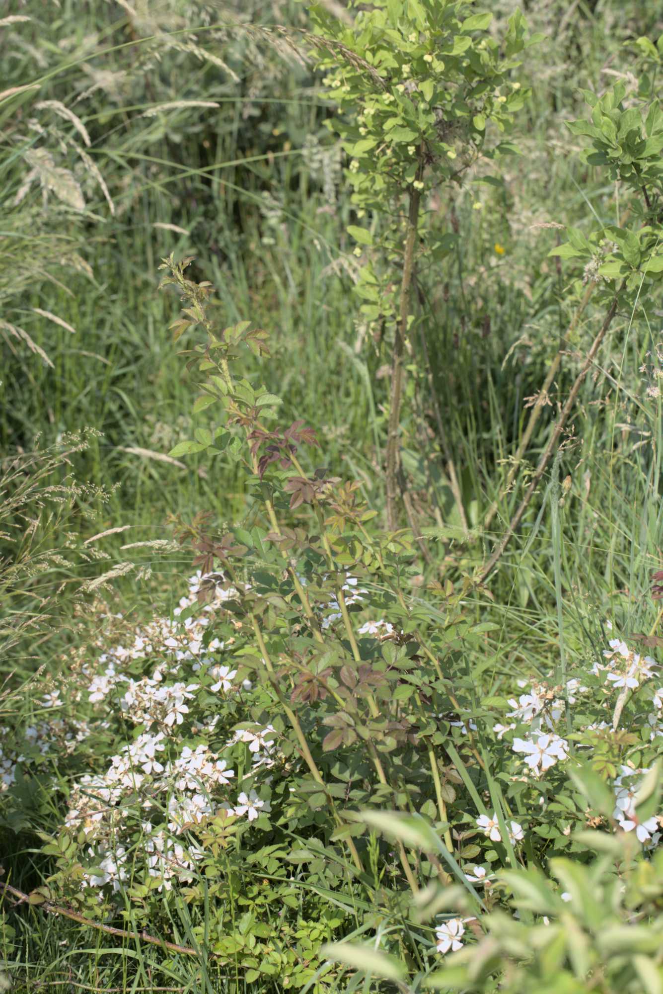 Lokation: Deutschland | Nordrhein-Westfalen | Heinsberg | Wassenberg Kategorien: Naturgarten, Magerbeet, Hortus rusticus, Landhausgarten, Datum: 03.06.2018