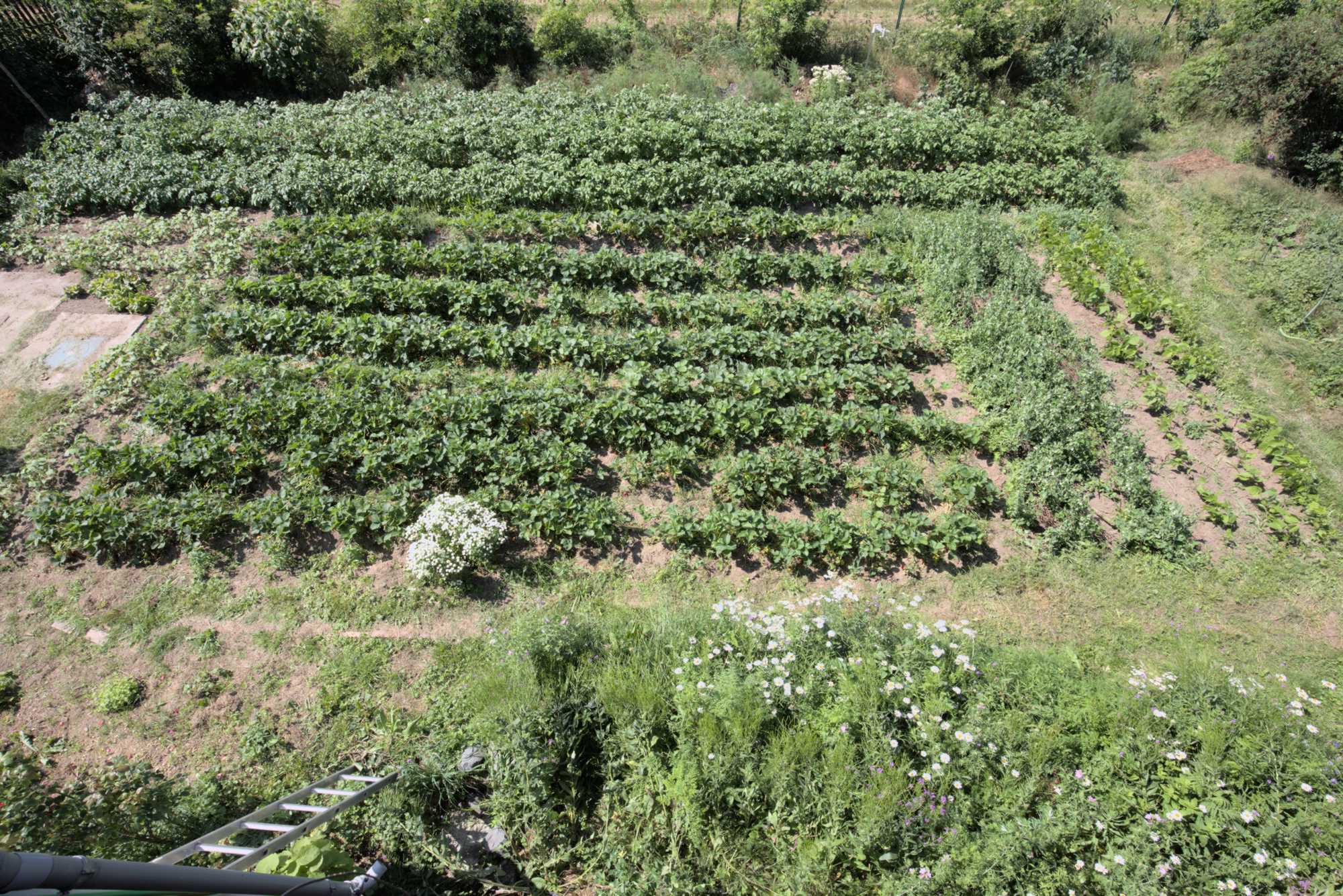 Lokation: Deutschland | Nordrhein-Westfalen | Heinsberg | Wassenberg Kategorien: Nutzgarten, Hortus rusticus, Selbstversorgung, Datum: 06.06.2018