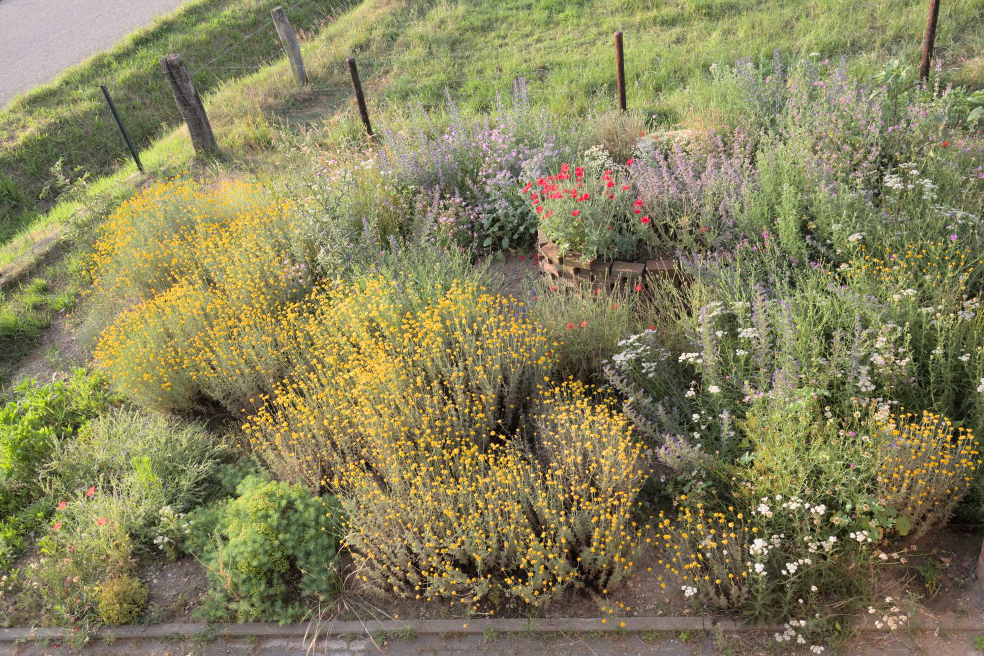 Lokation: Deutschland | Nordrhein-Westfalen | Heinsberg | Wassenberg Kategorien: Naturgarten, Magerbeet, Hortus rusticus, Landhausgarten, Datum: 17.06.2018