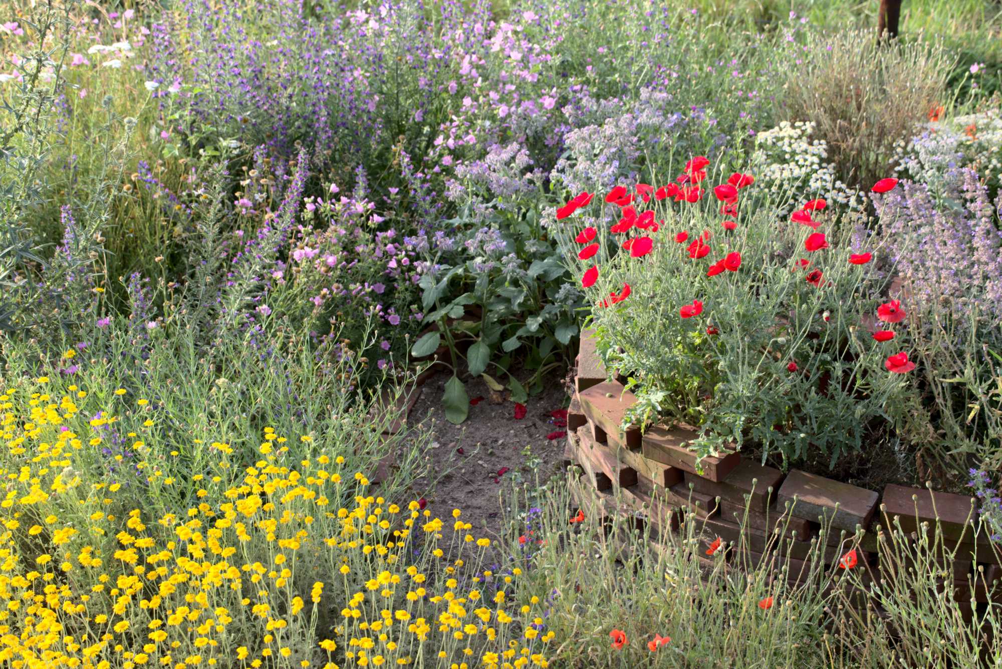 Lokation: Deutschland | Nordrhein-Westfalen | Heinsberg | Wassenberg Kategorien: Naturgarten, Magerbeet, Hortus rusticus, Landhausgarten, Datum: 17.06.2018
