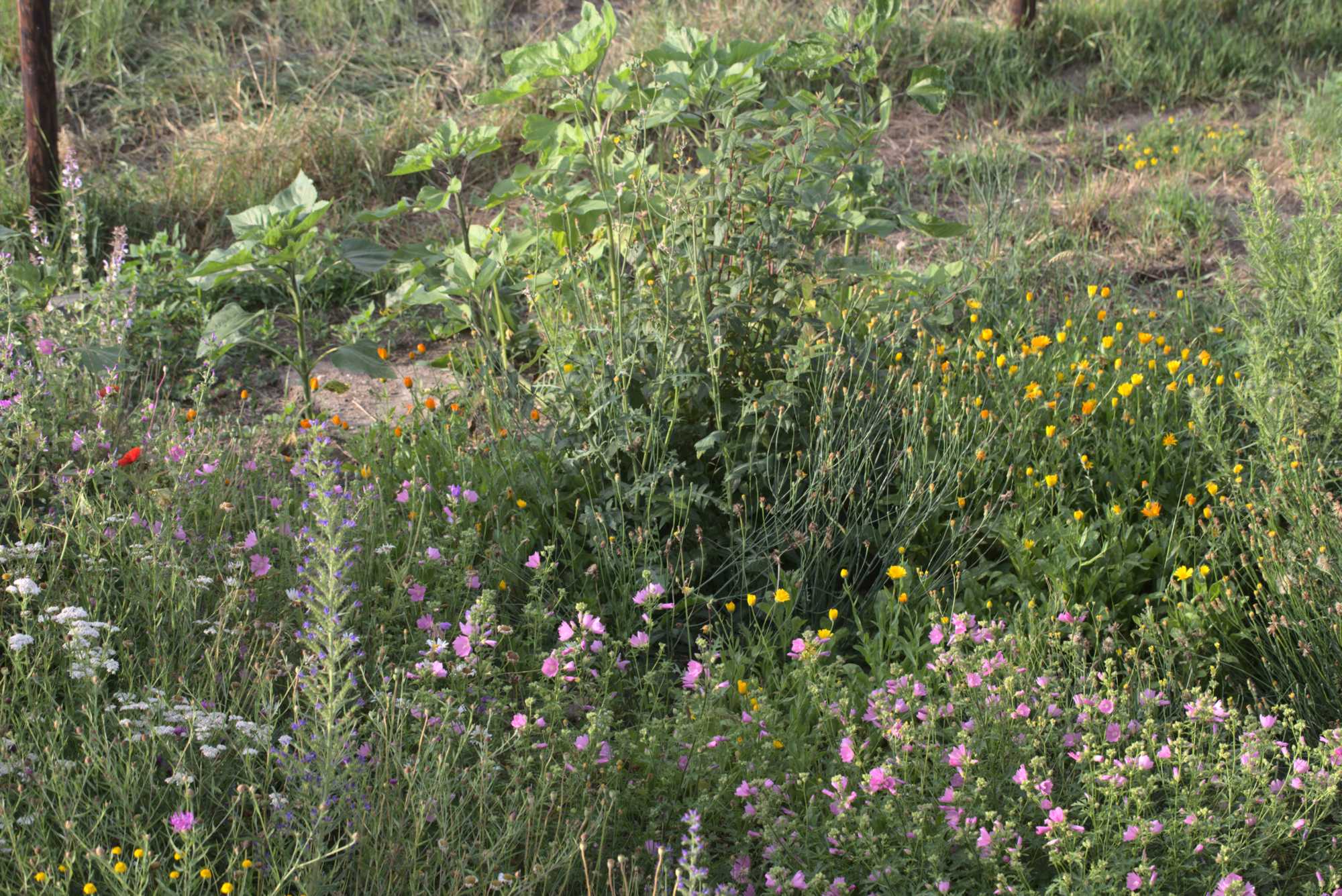 Lokation: Deutschland | Nordrhein-Westfalen | Heinsberg | Wassenberg Kategorien: Naturgarten, Magerbeet, Hortus rusticus, Landhausgarten, Datum: 17.06.2018