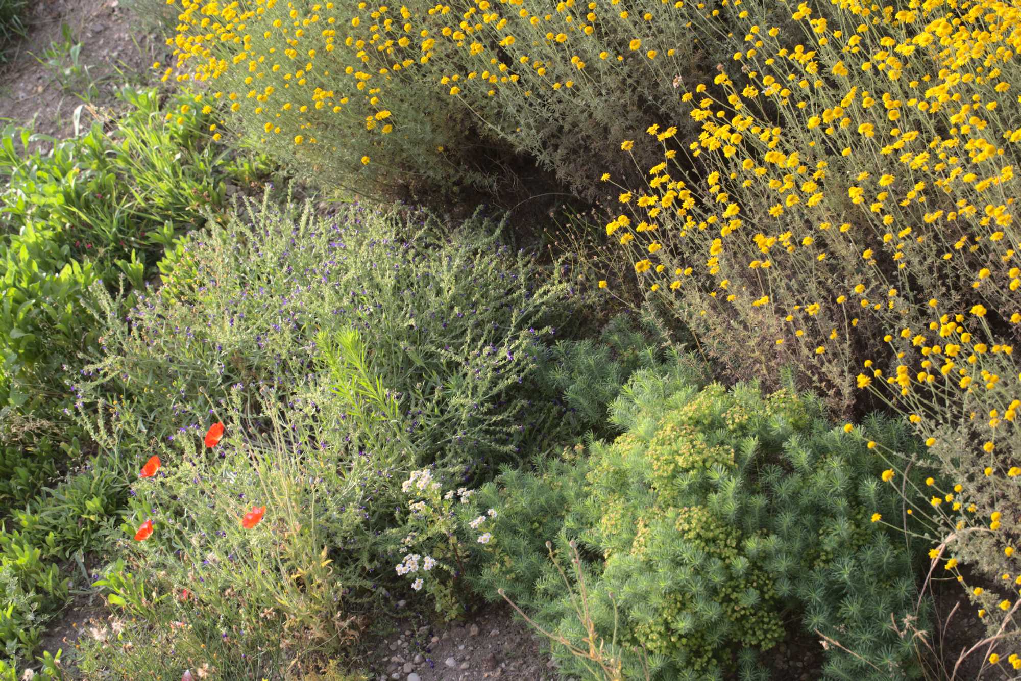 Lokation: Deutschland | Nordrhein-Westfalen | Heinsberg | Wassenberg Kategorien: Naturgarten, Magerbeet, Hortus rusticus, Landhausgarten, Datum: 17.06.2018