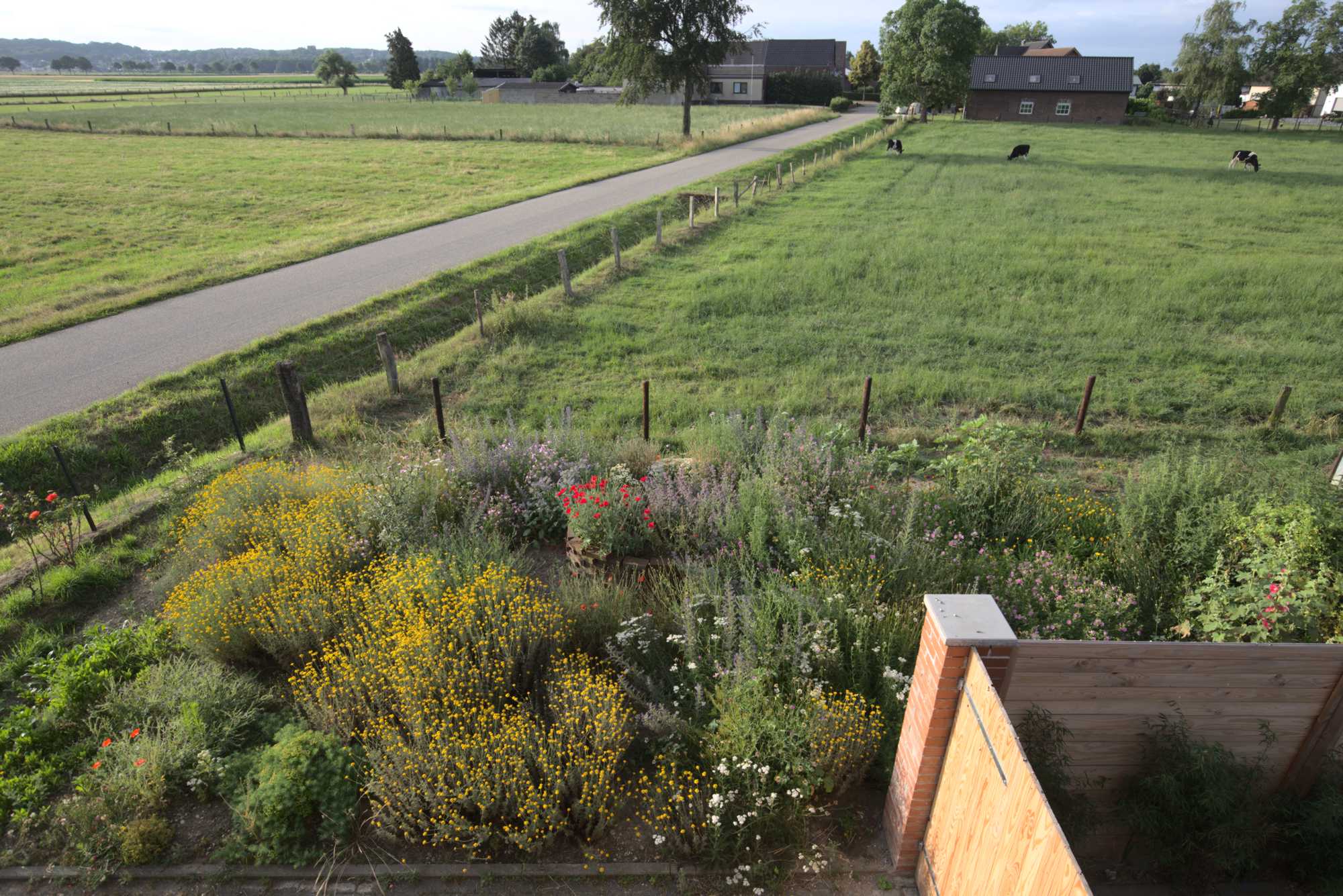 Lokation: Deutschland | Nordrhein-Westfalen | Heinsberg | Wassenberg Kategorien: Naturgarten, Magerbeet, Hortus rusticus, Landhausgarten, Datum: 17.06.2018