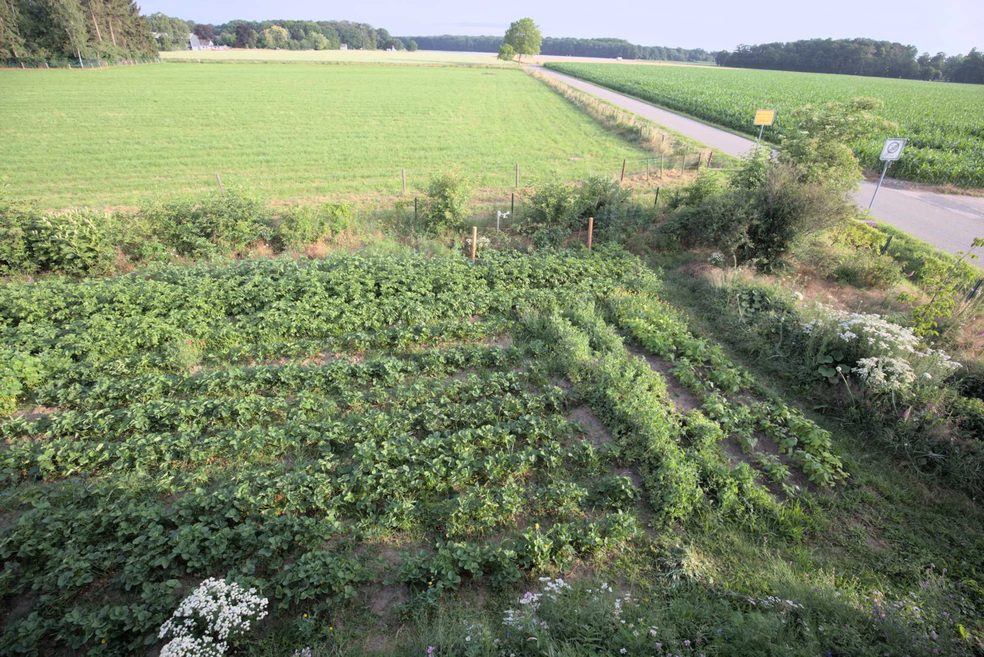 Lokation: Deutschland | Nordrhein-Westfalen | Heinsberg | Wassenberg Kategorien: Nutzgarten, Hortus rusticus, Bauerngarten, Selbstversorgung, Datum: 17.06.2018