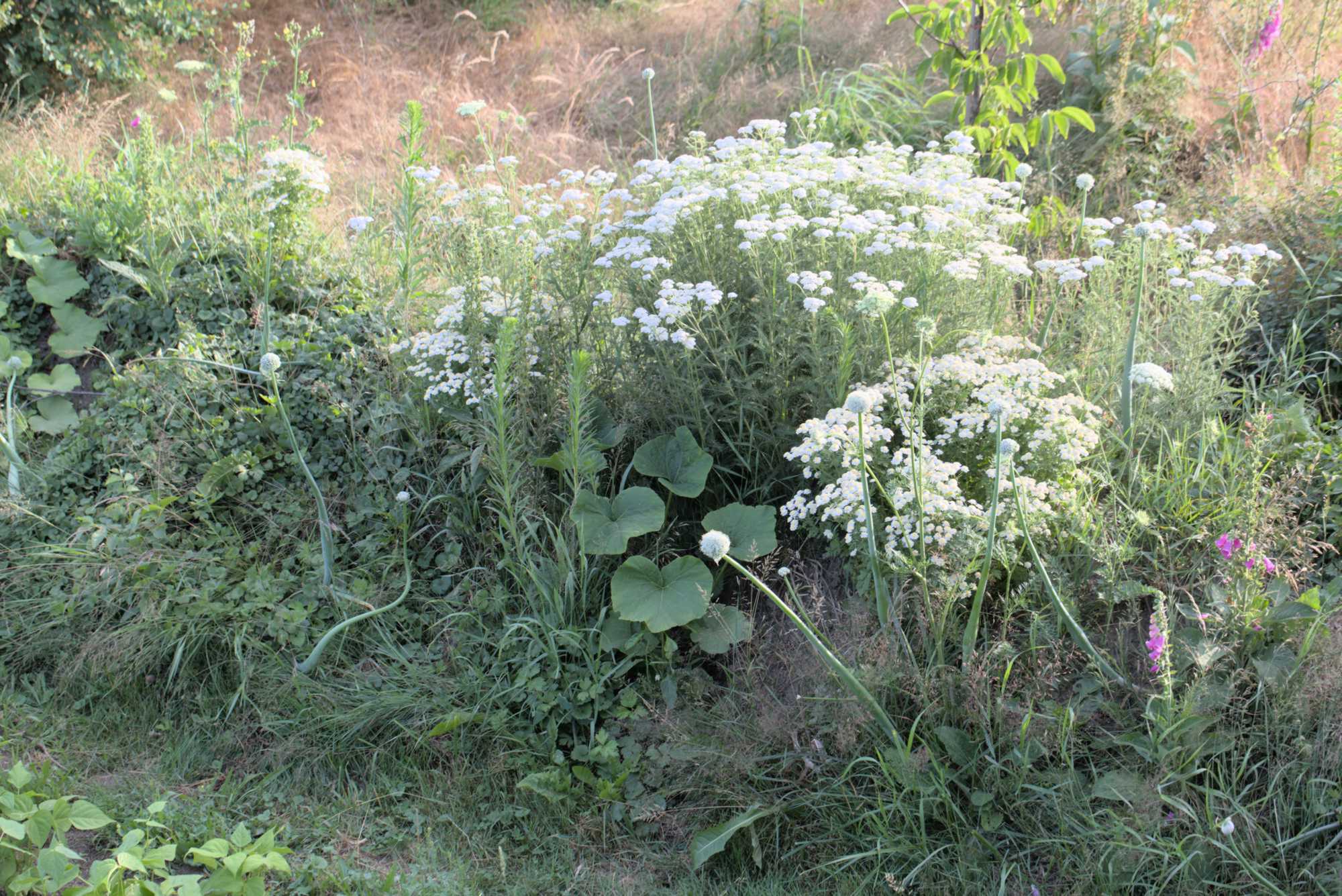 Lokation: Deutschland | Nordrhein-Westfalen | Heinsberg | Wassenberg Kategorien: Nutzgarten, Selbstversorgung, Datum: 17.06.2018