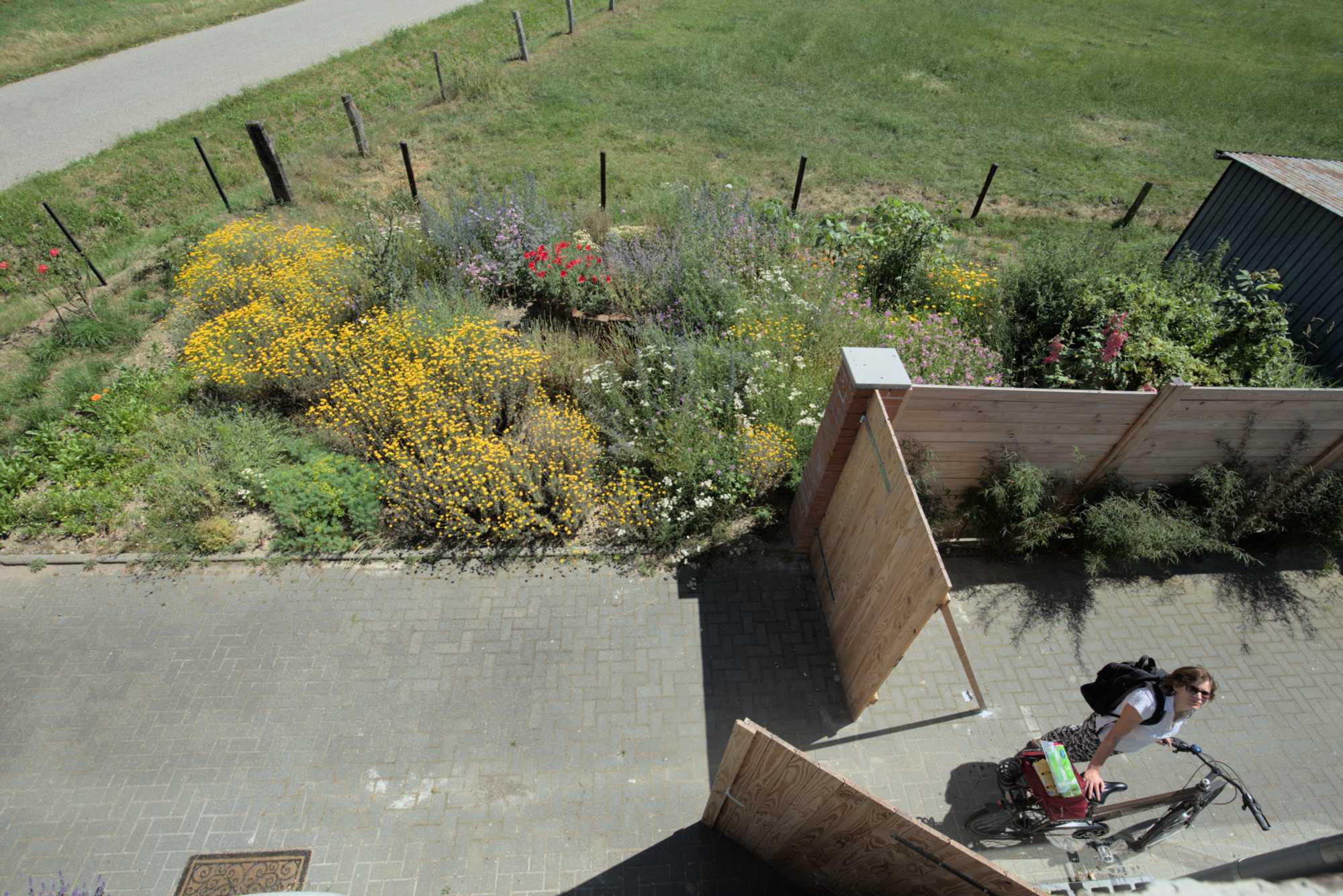 Lokation: Deutschland | Nordrhein-Westfalen | Heinsberg | Wassenberg Kategorien: Naturgarten, Magerbeet, Hortus rusticus, Landhausgarten, Datum: 20.06.2018