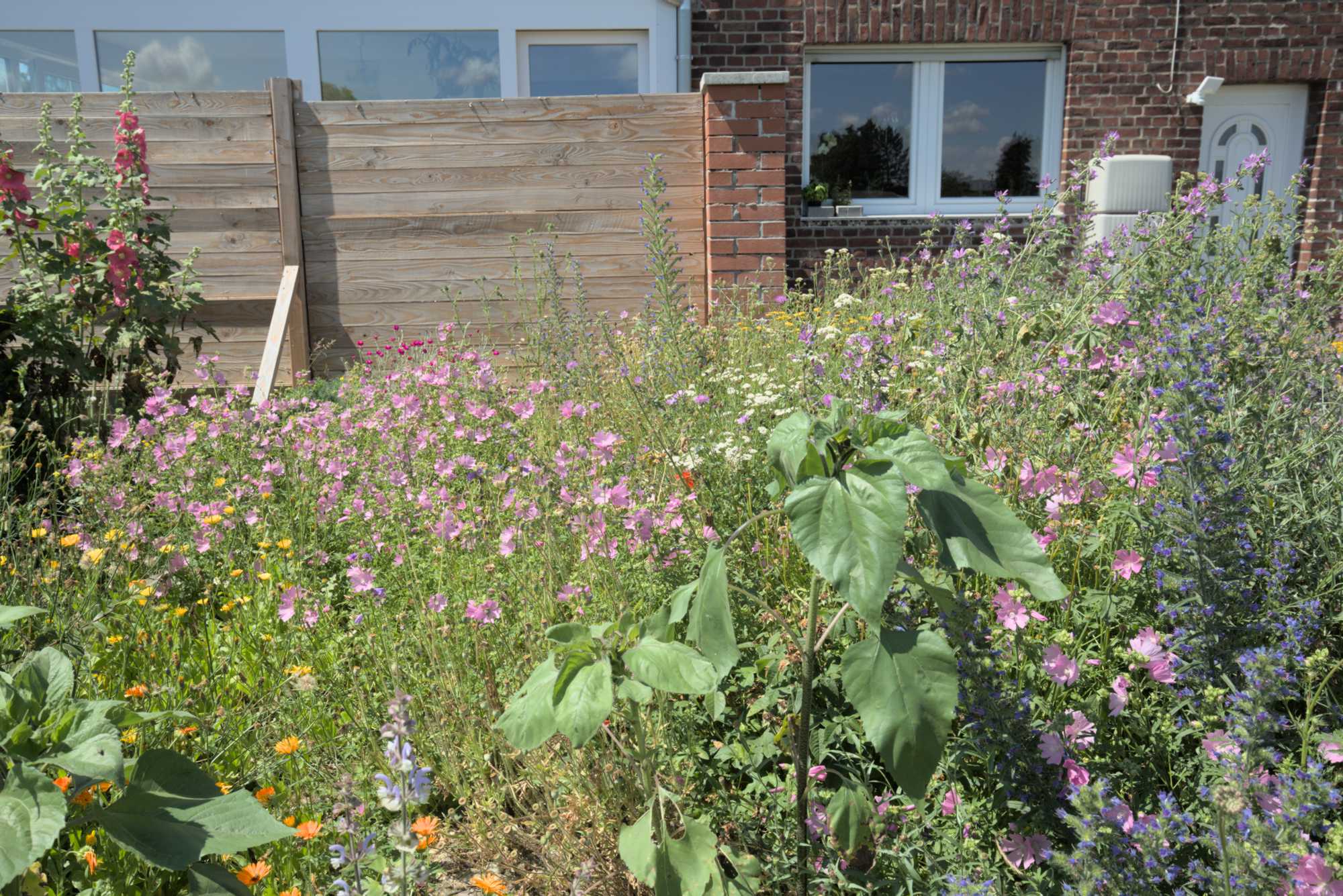 Lokation: Deutschland | Nordrhein-Westfalen | Heinsberg | Wassenberg Kategorien: Naturgarten, Magerbeet, Hortus rusticus, Landhausgarten, Datum: 20.06.2018