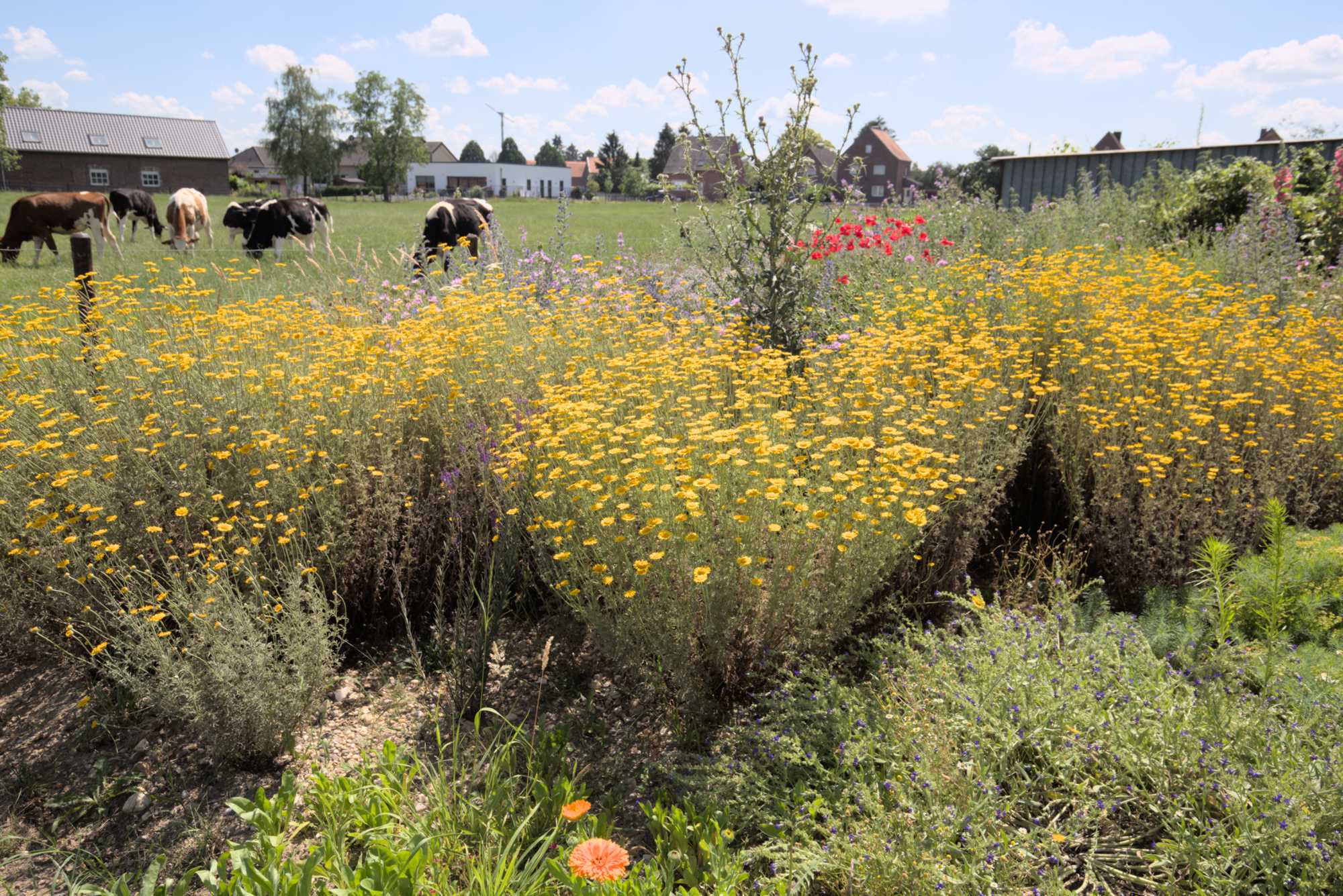 Lokation: Deutschland | Nordrhein-Westfalen | Heinsberg | Wassenberg Kategorien: Naturgarten, Magerbeet, Hortus rusticus, Landhausgarten, Datum: 20.06.2018