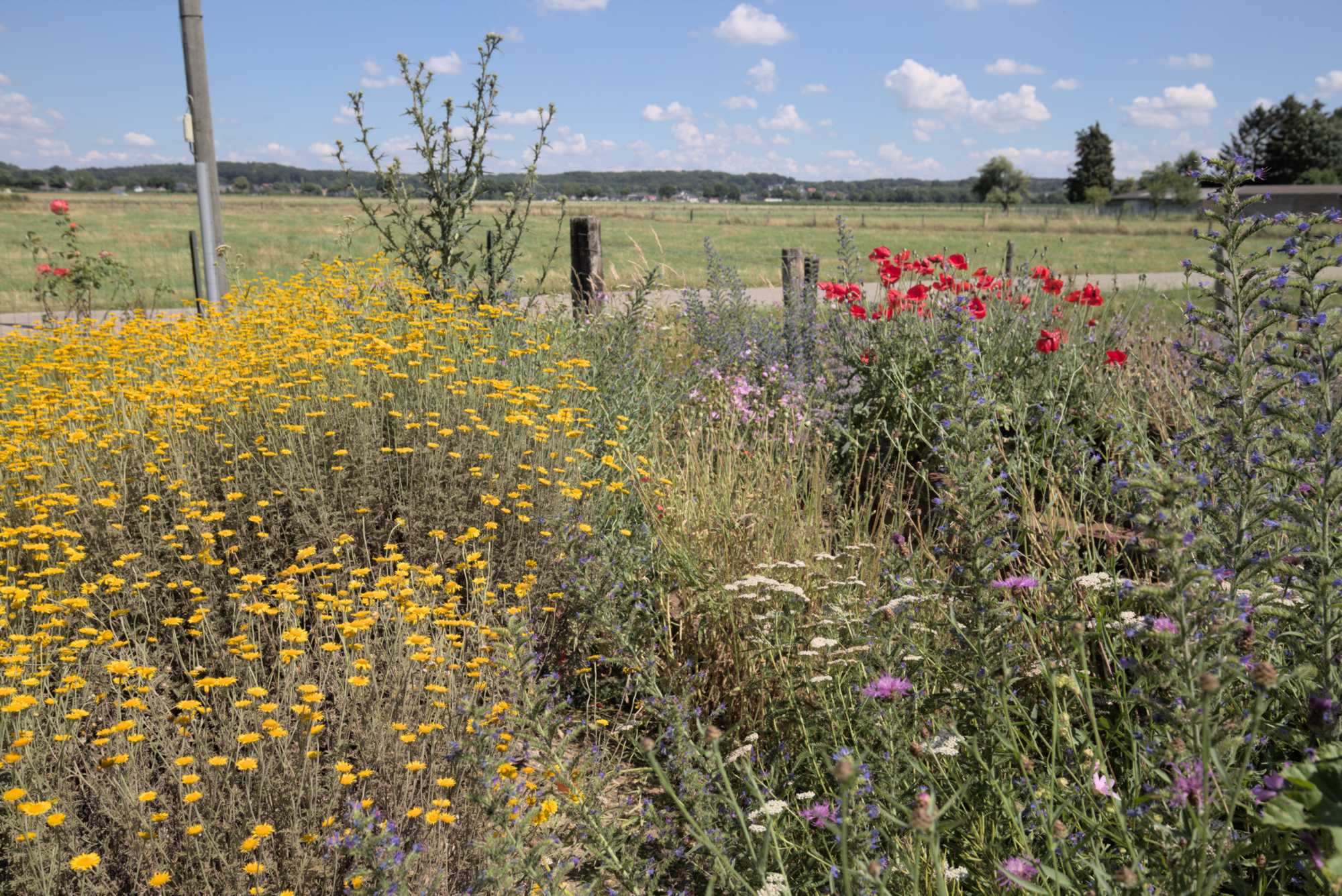 Lokation: Deutschland | Nordrhein-Westfalen | Heinsberg | Wassenberg Kategorien: Naturgarten, Magerbeet, Hortus rusticus, Landhausgarten, Datum: 20.06.2018