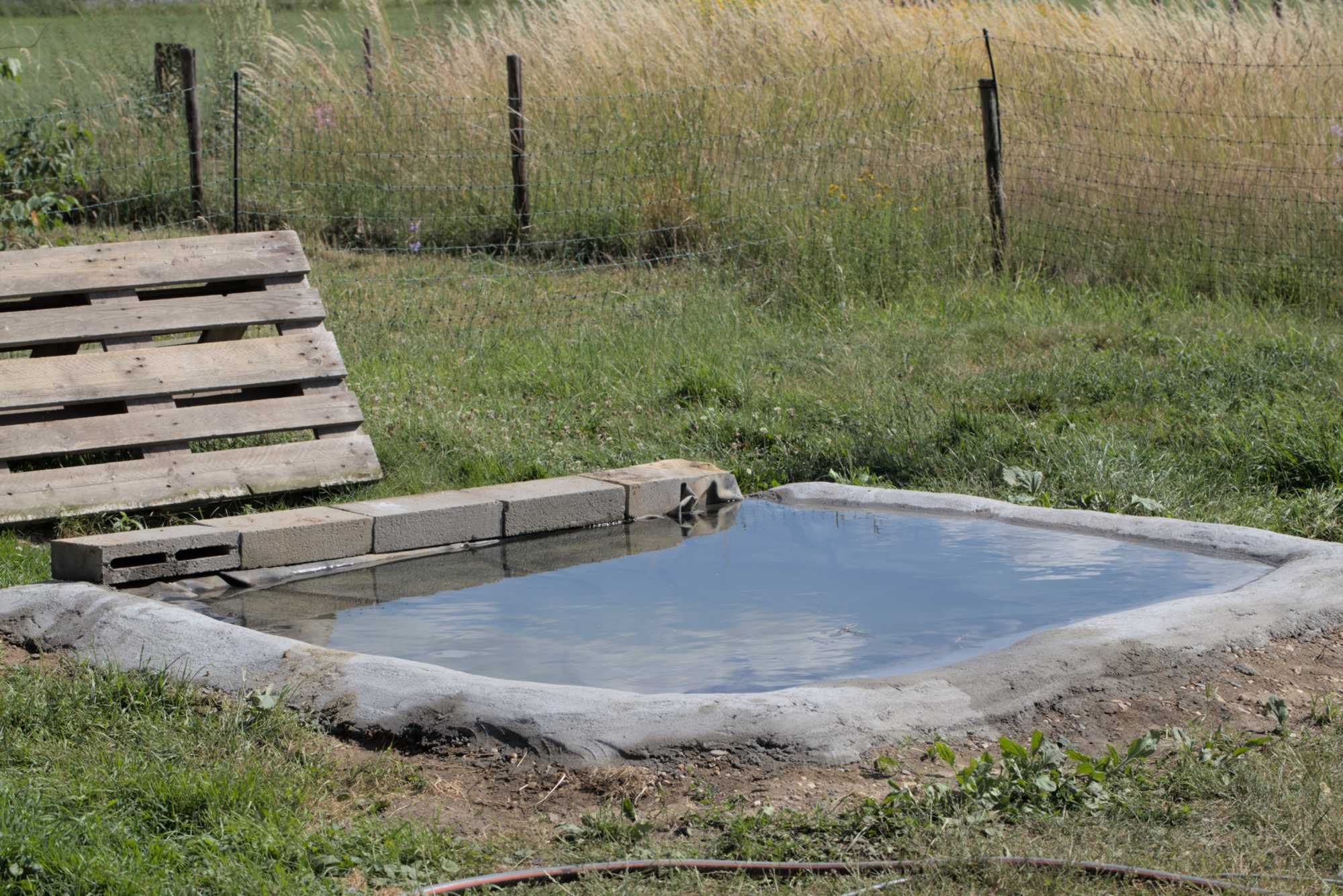Lokation: Deutschland | Nordrhein-Westfalen | Heinsberg | Wassenberg Kategorien: Teich, Hortus rusticus, Datum: 20.06.2018