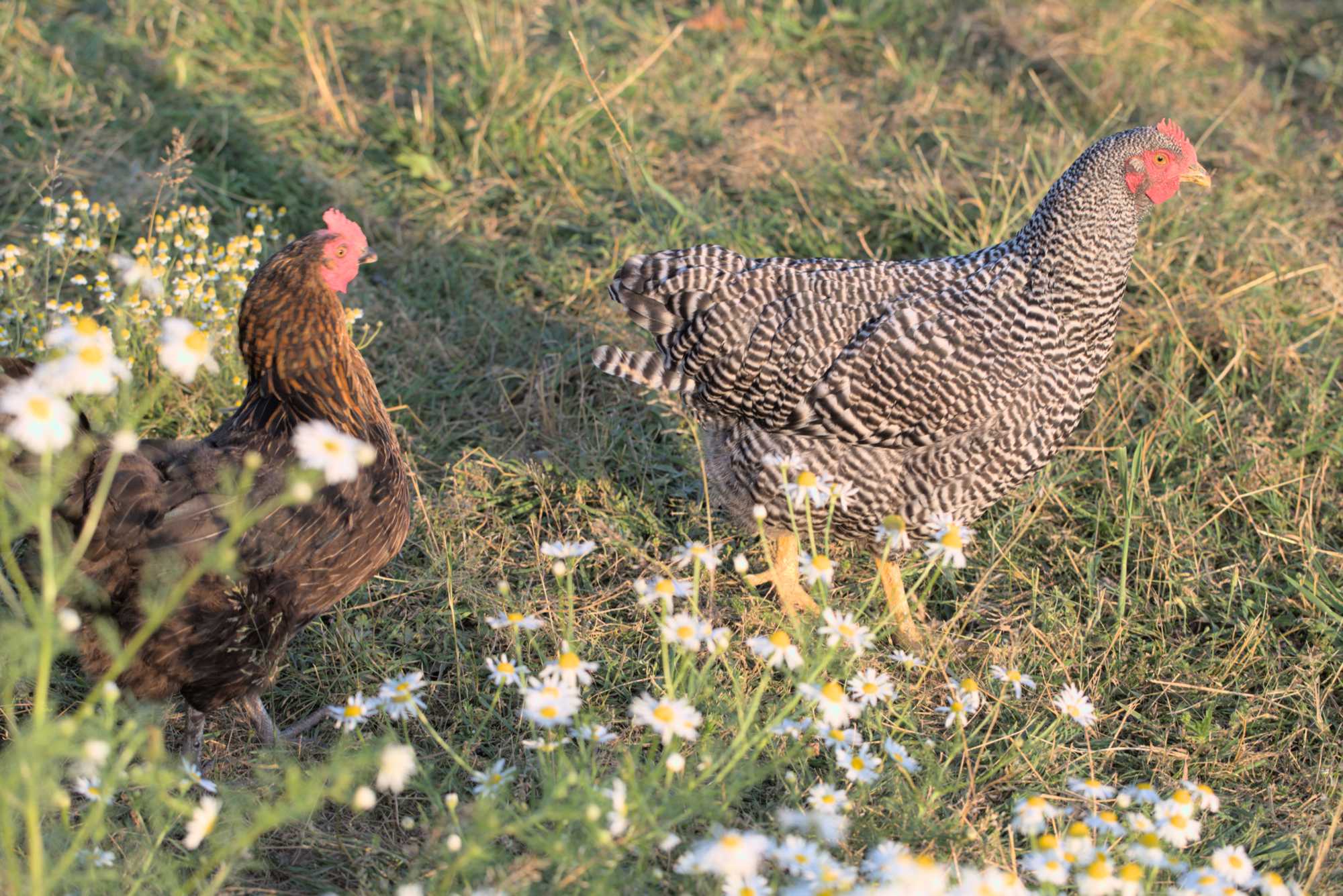 Lokation: Deutschland | Nordrhein-Westfalen | Heinsberg | Wassenberg Kategorien: Hühner, Hortus rusticus, Datum: 20.06.2018