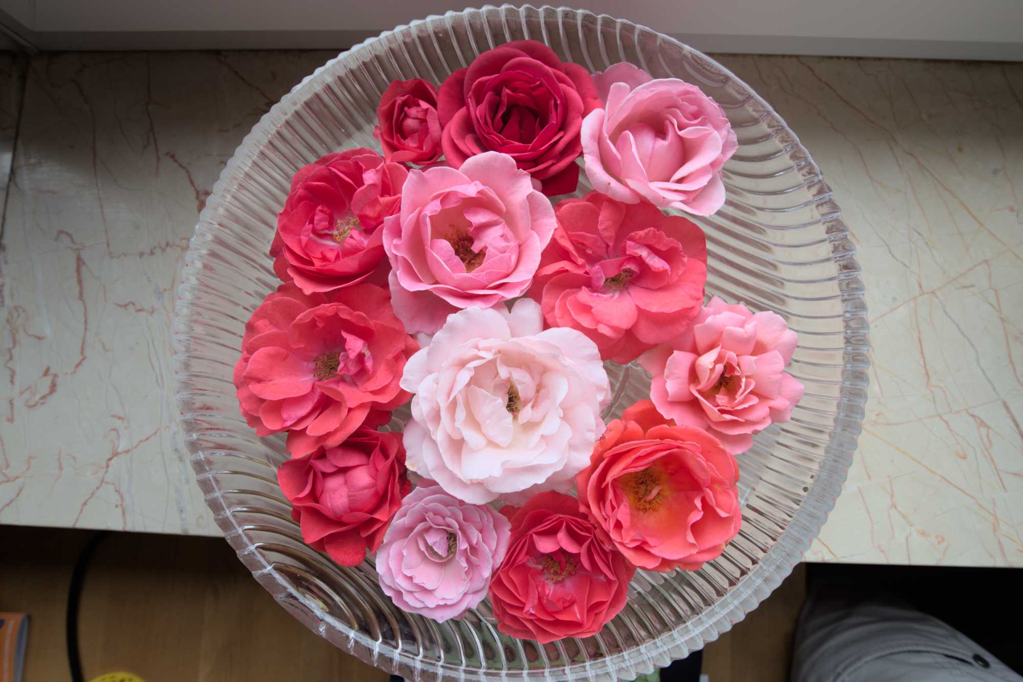 Lokation: Deutschland | Nordrhein-Westfalen | Heinsberg | Wassenberg Kategorien: Blüte, Hortus rusticus, Datum: 23.06.2018