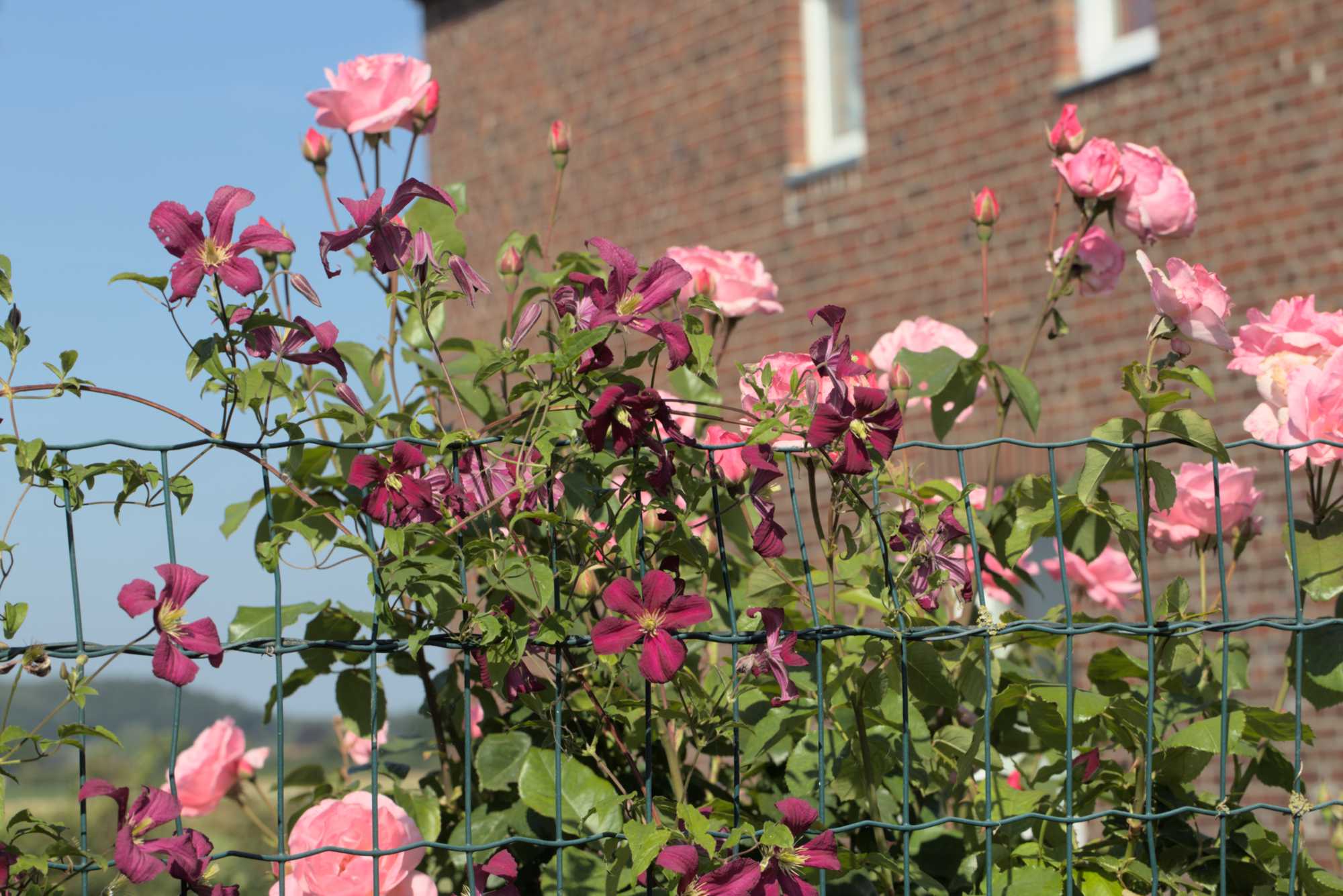 Lokation: Deutschland | Nordrhein-Westfalen | Heinsberg | Wassenberg Kategorien: Kletterpflanzen, Hortus rusticus, Rosen, Datum: 26.06.2018