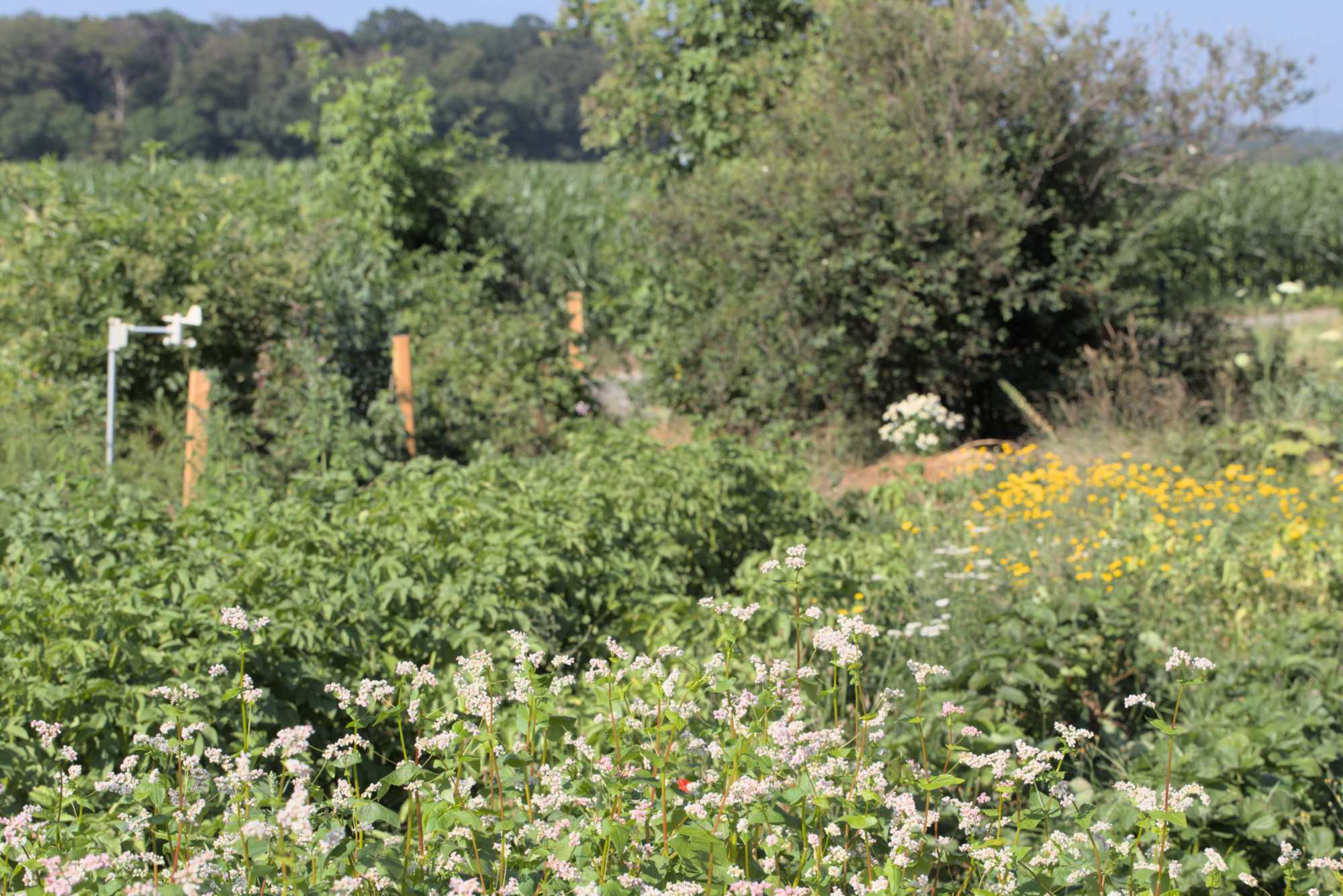 Lokation: Deutschland | Nordrhein-Westfalen | Heinsberg | Wassenberg Kategorien: Nutzgarten, Hortus rusticus, Selbstversorgung, Datum: 26.06.2018