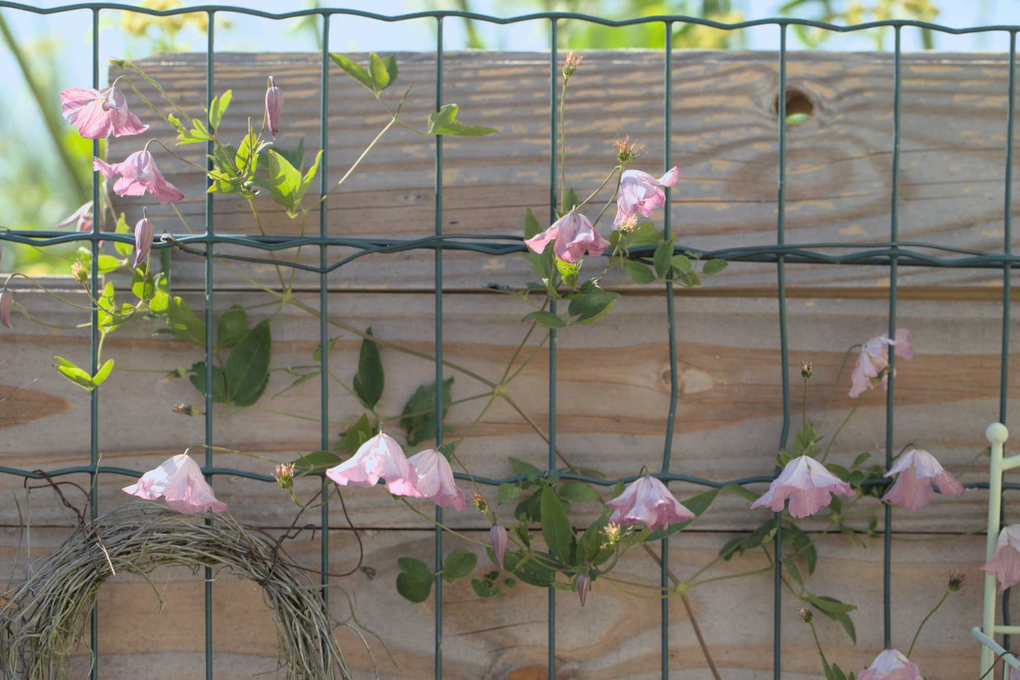 Lokation: Deutschland | Nordrhein-Westfalen | Heinsberg | Wassenberg Kategorien: Kletterpflanzen, Hortus rusticus, Datum: 26.06.2018