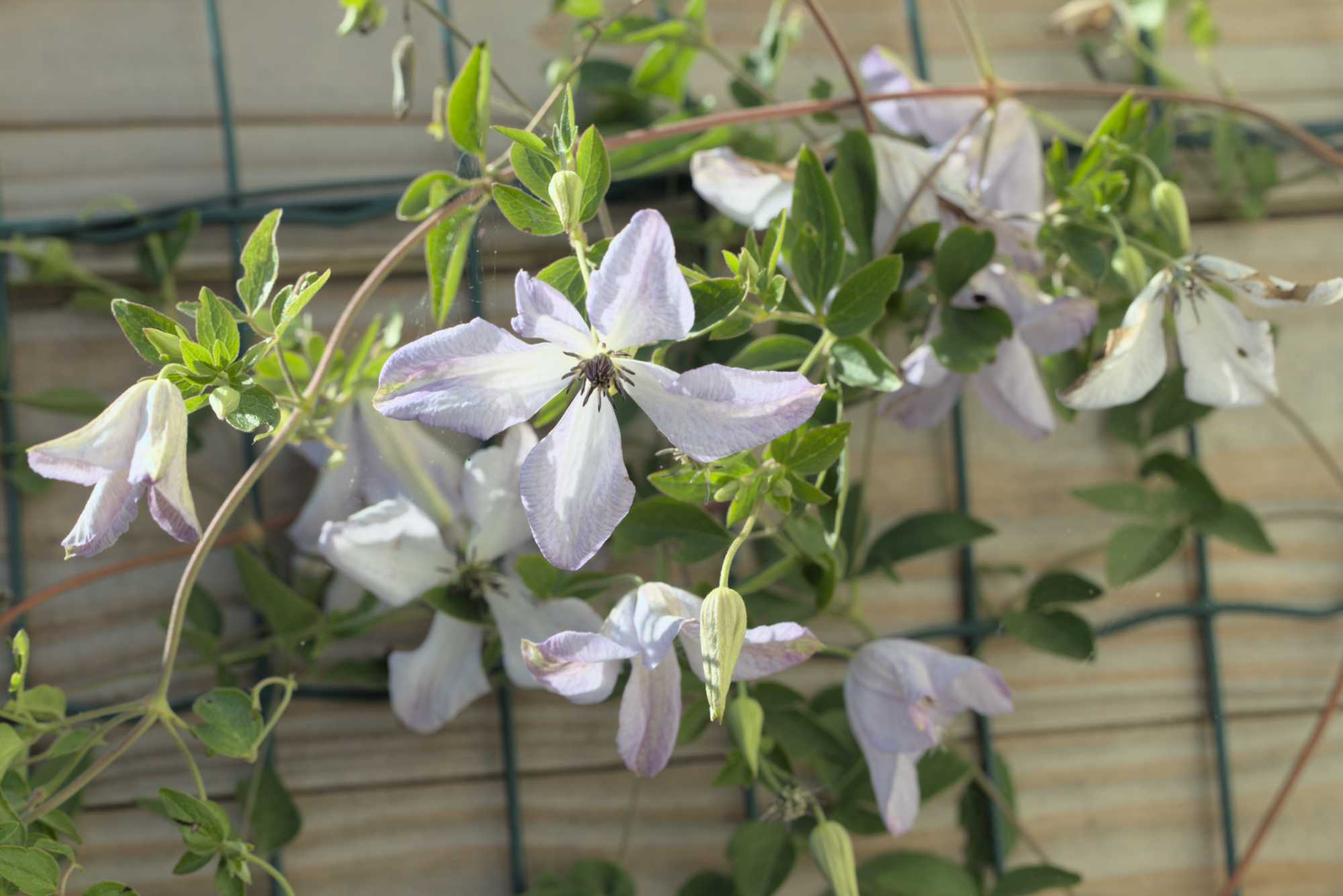 Lokation: Deutschland | Nordrhein-Westfalen | Heinsberg | Wassenberg Kategorien: Kletterpflanzen, Hortus rusticus, Datum: 26.06.2018