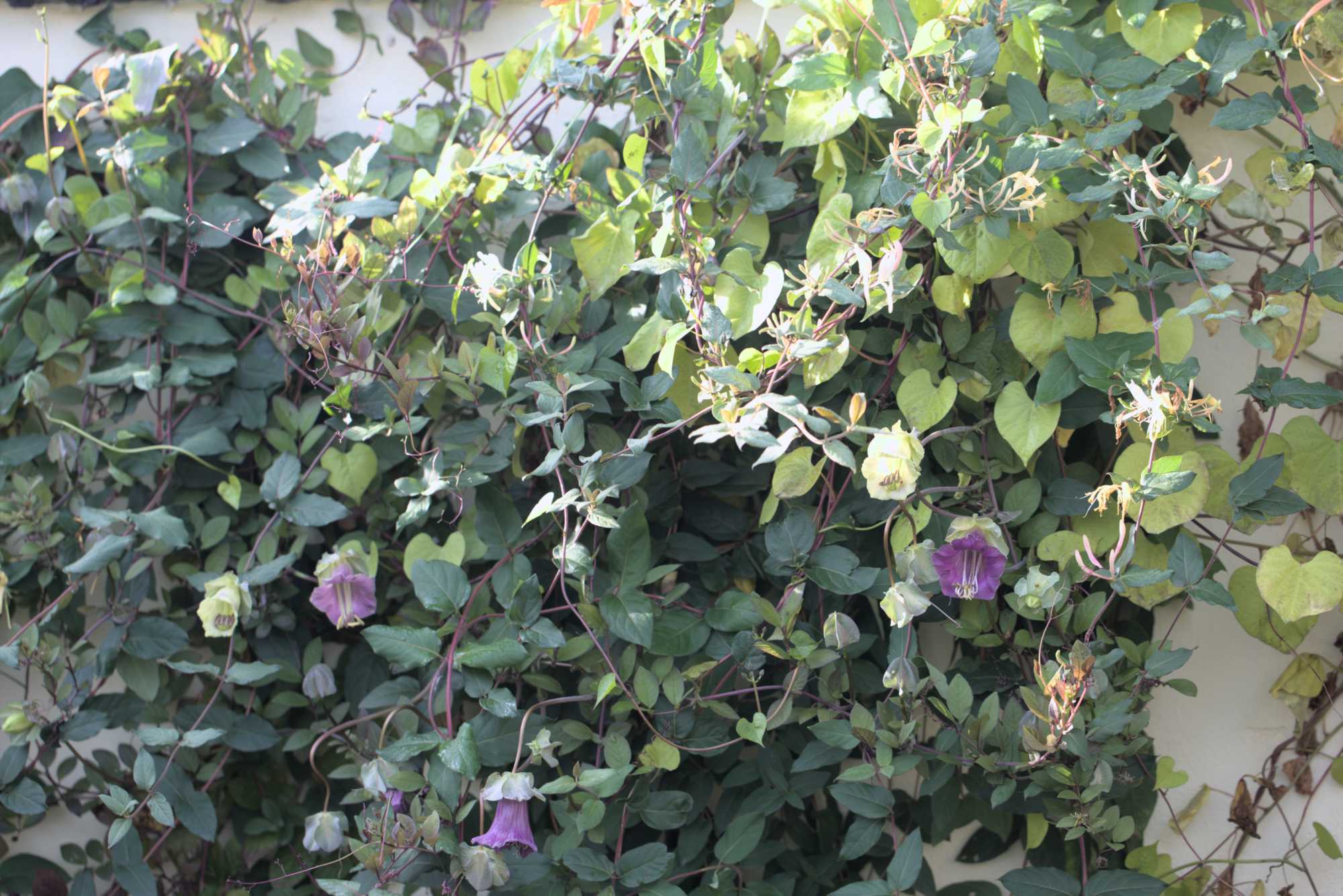 Lokation: Deutschland | Nordrhein-Westfalen | Heinsberg | Wassenberg Kategorien: Kletterpflanzen, Hortus rusticus, Datum: 03.11.2018