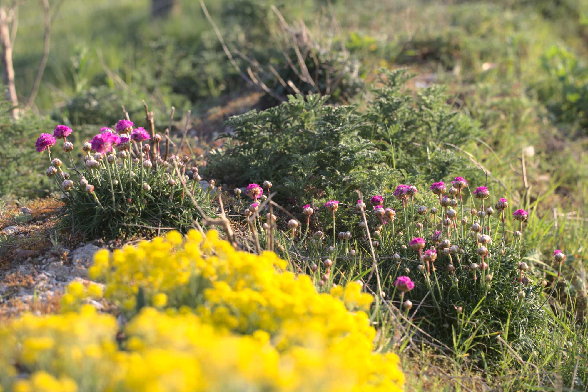 Lokation: Deutschland | Nordrhein-Westfalen | Heinsberg | Wassenberg Kategorien: Naturgarten, Magerbeet, Hortus rusticus, Landhausgarten, Datum: 20.04.2019