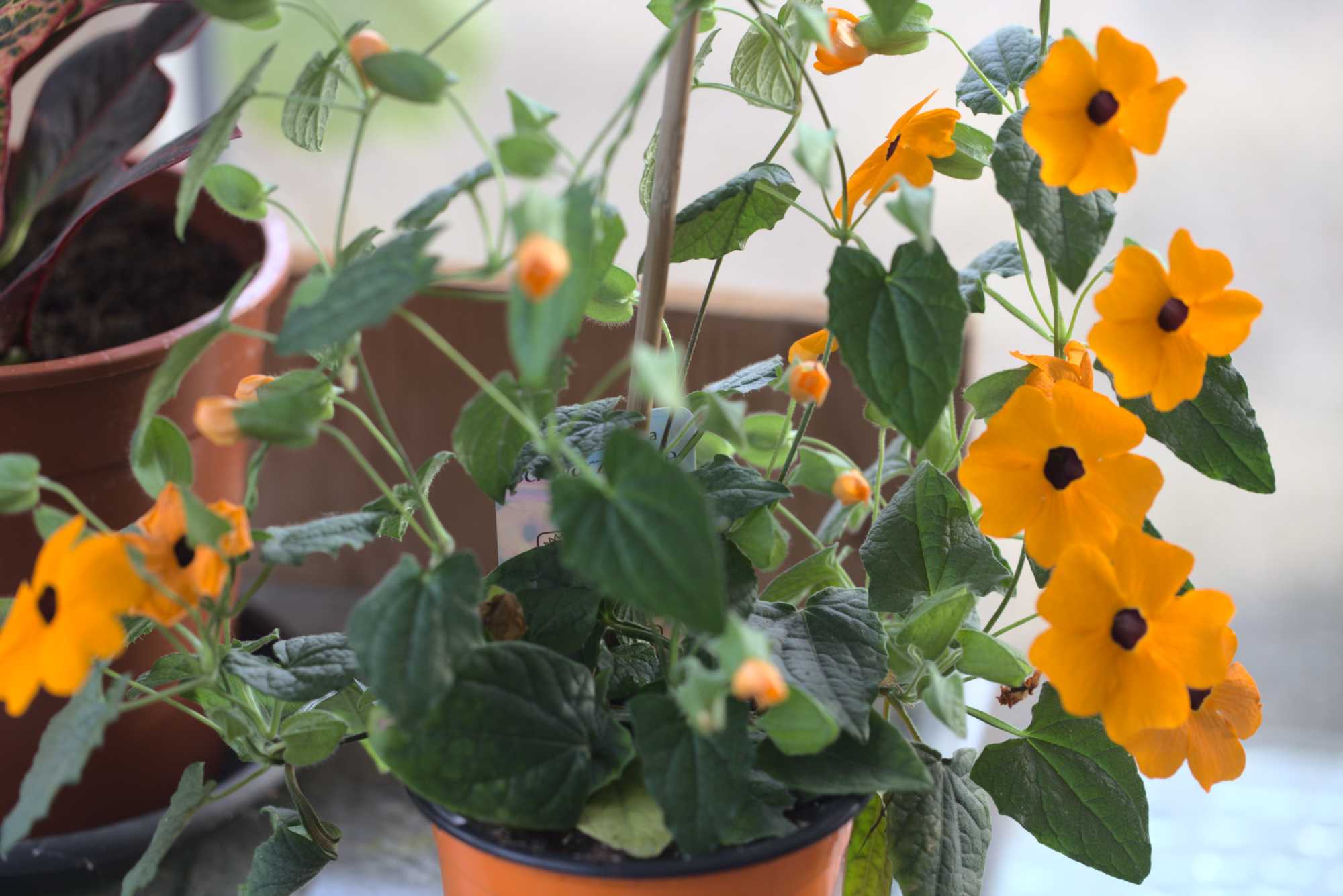 Lokation: Deutschland | Nordrhein-Westfalen | Heinsberg | Wassenberg Kategorien: Kübelpflanzen, Hortus rusticus, Datum: 08.05.2019