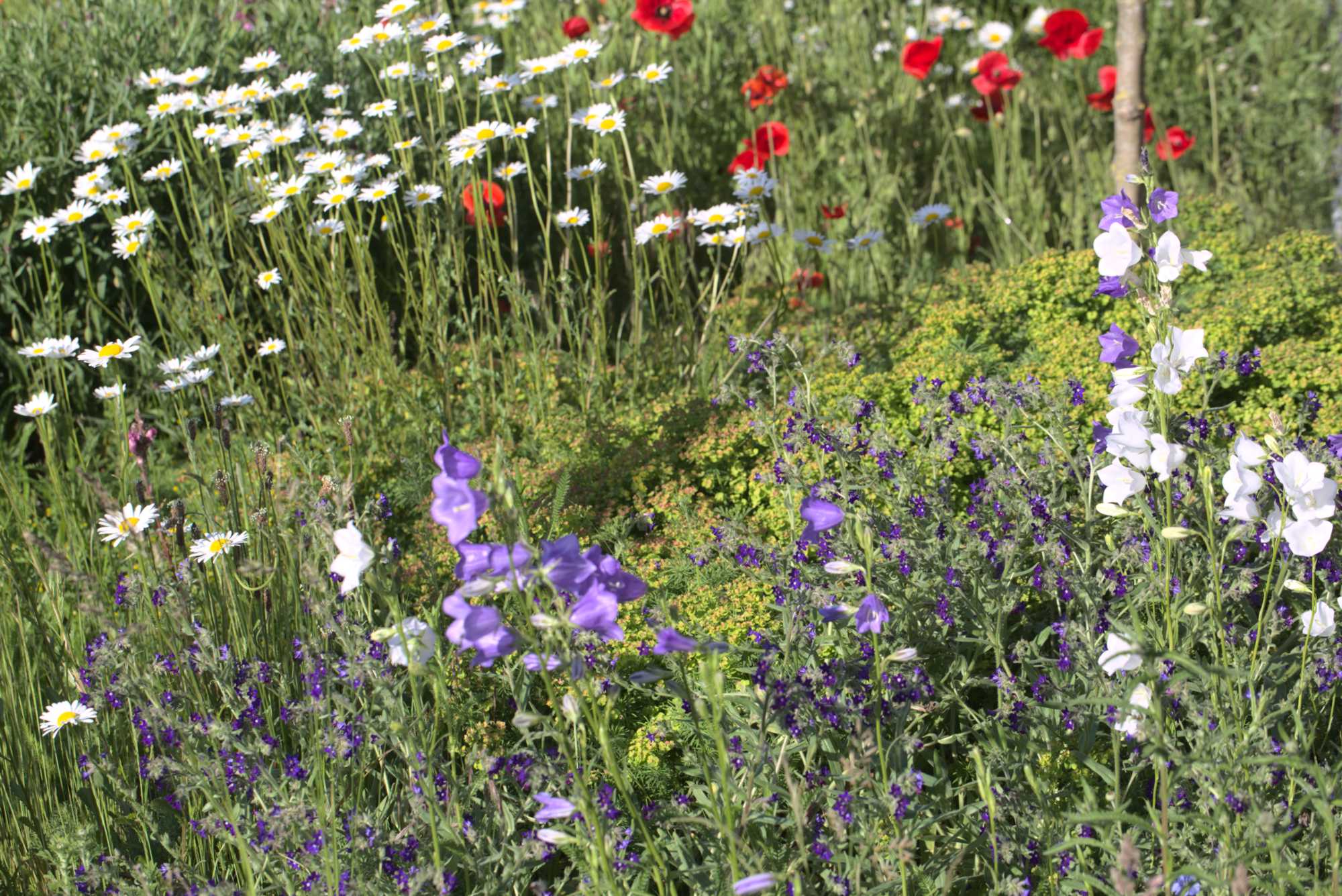 Lokation: Deutschland | Nordrhein-Westfalen | Heinsberg | Wassenberg Kategorien: Naturgarten, Magerbeet, Hortus rusticus, Landhausgarten, Datum: 02.06.2019