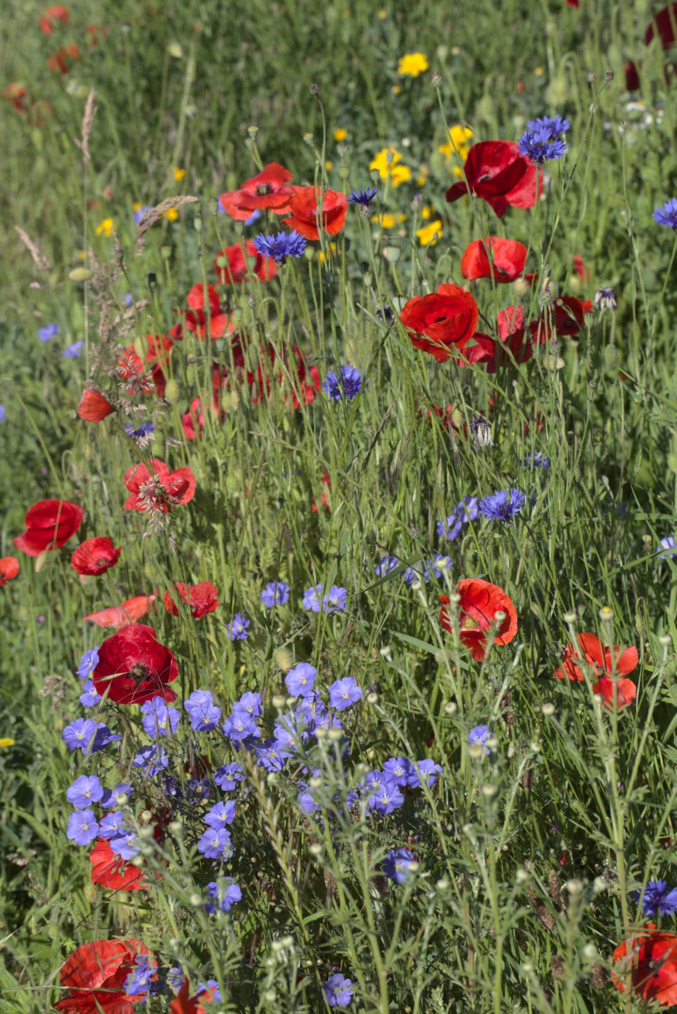 Lokation: Deutschland | Nordrhein-Westfalen | Heinsberg | Wassenberg Kategorien: Naturgarten, Magerbeet, Hortus rusticus, Landhausgarten, Datum: 02.06.2019