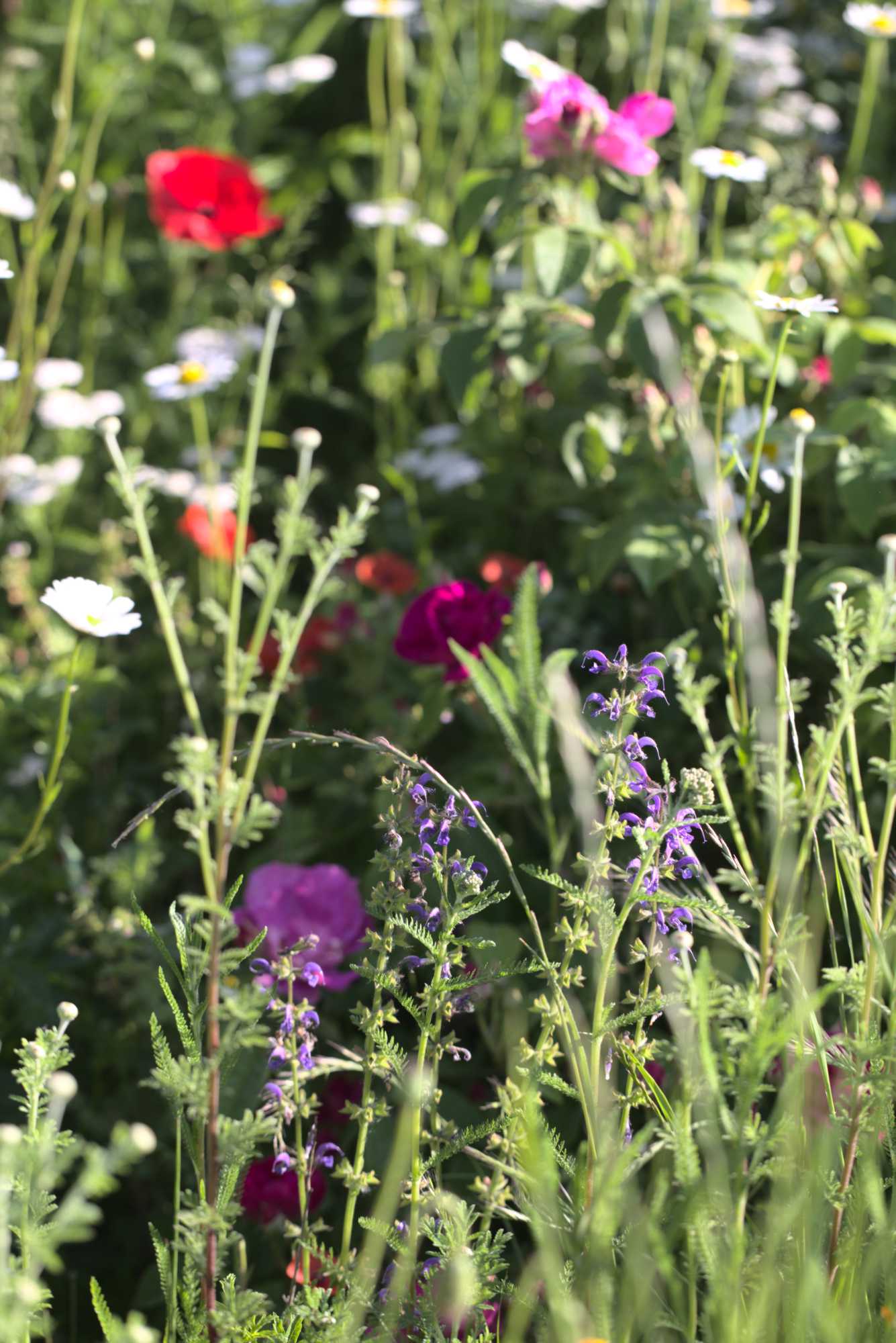 Lokation: Deutschland | Nordrhein-Westfalen | Heinsberg | Wassenberg Kategorien: Naturgarten, Magerbeet, Hortus rusticus, Landhausgarten, Datum: 02.06.2019