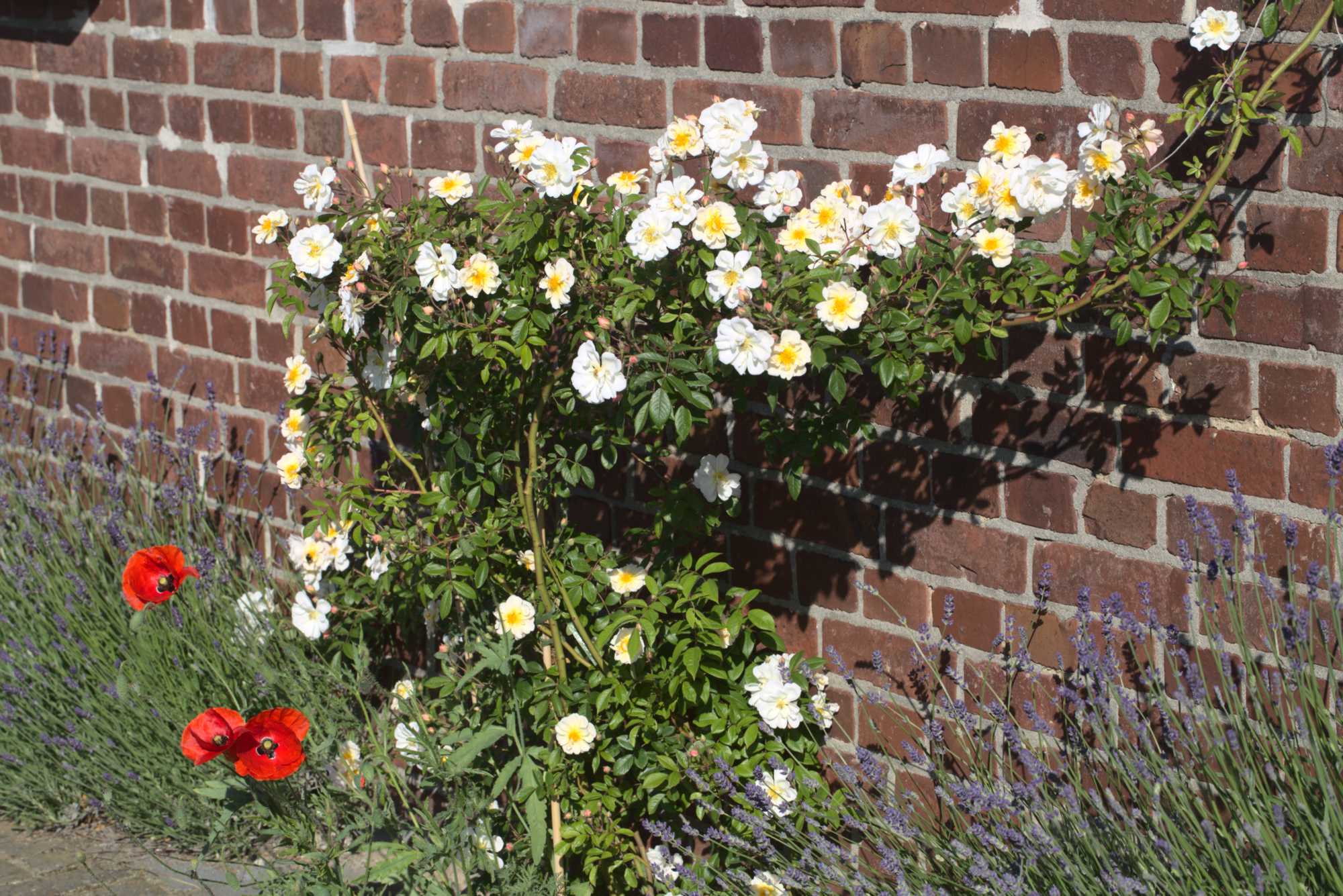 Lokation: Deutschland | Nordrhein-Westfalen | Heinsberg | Wassenberg Kategorien: Kletterpflanzen, Datum: 02.06.2019