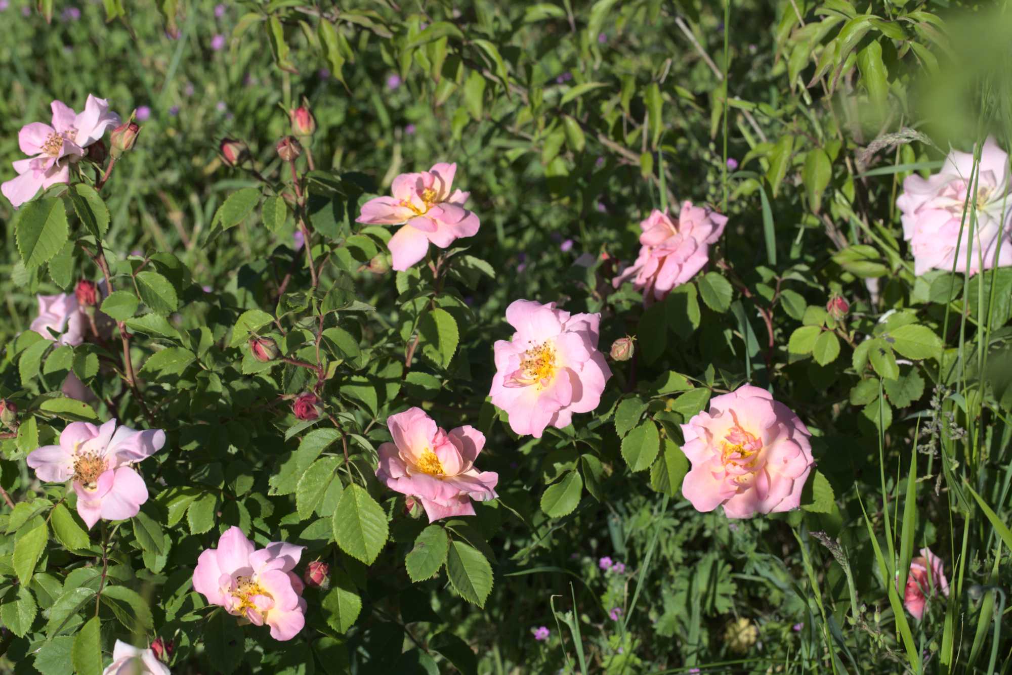 Lokation: Deutschland | Nordrhein-Westfalen | Heinsberg | Wassenberg Kategorien: Hortus rusticus, Rosen, Datum: 02.06.2019