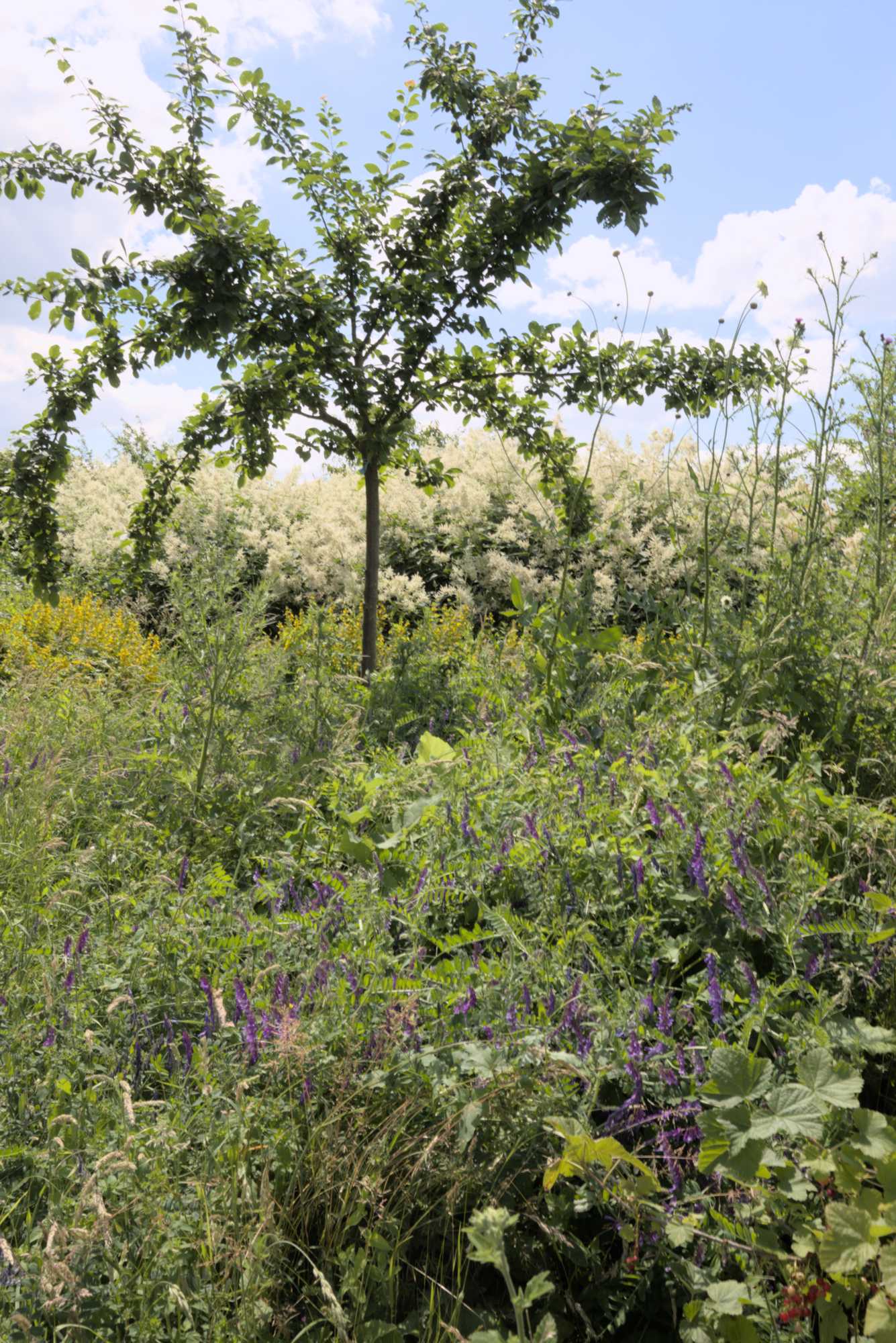 Lokation: Deutschland | Nordrhein-Westfalen | Neuss | Museum Insel Hombroich Kategorien: Museum, Datum: 21.06.2019