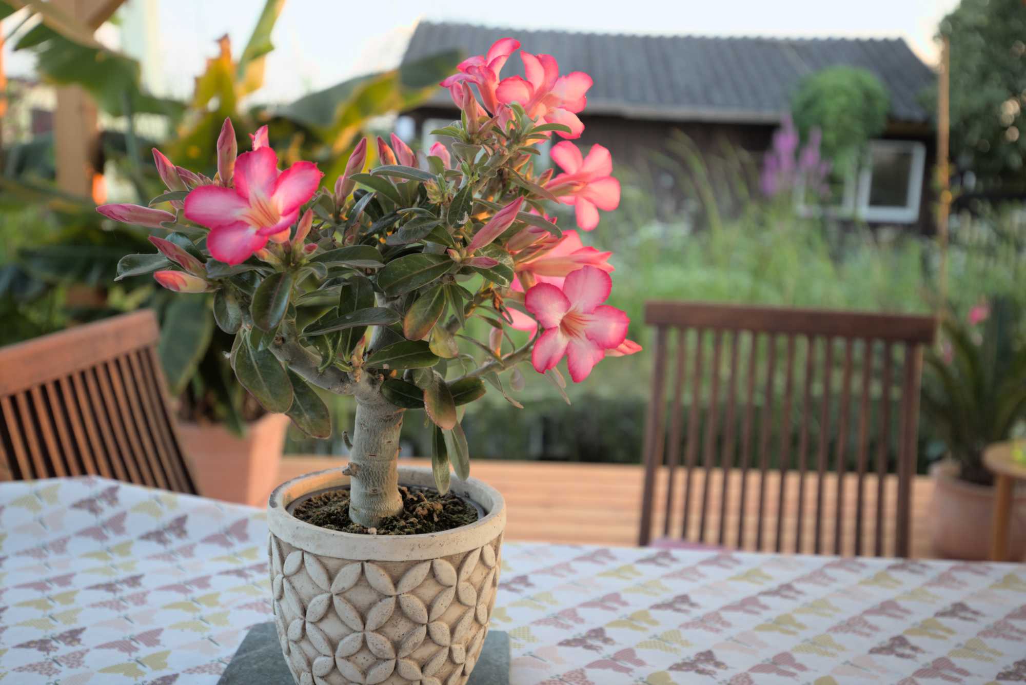 Lokation: Deutschland | Nordrhein-Westfalen | Heinsberg | Wassenberg Kategorien: Kübelpflanzen, Hortus rusticus, Datum: 05.07.2019