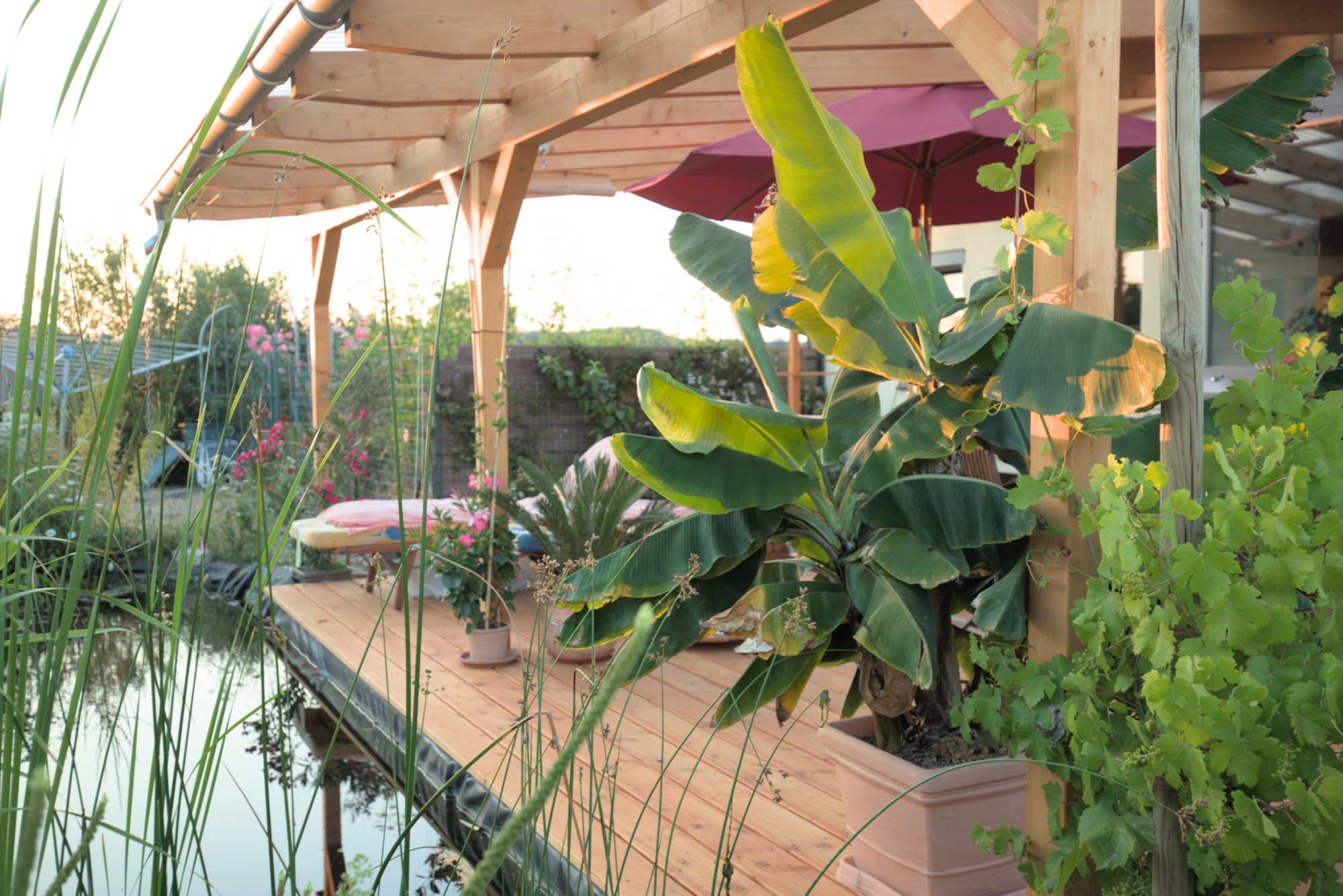 Lokation: Deutschland | Nordrhein-Westfalen | Heinsberg | Wassenberg Kategorien: Haus, Hortus rusticus, Datum: 05.07.2019