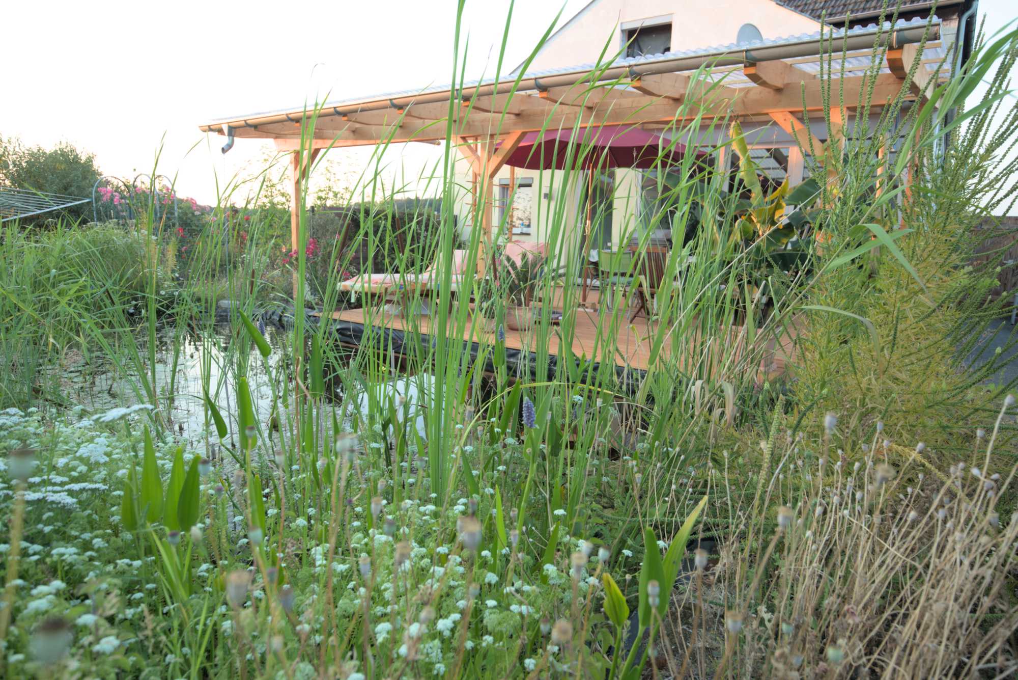 Lokation: Deutschland | Nordrhein-Westfalen | Heinsberg | Wassenberg Kategorien: Haus, Hortus rusticus, Datum: 05.07.2019