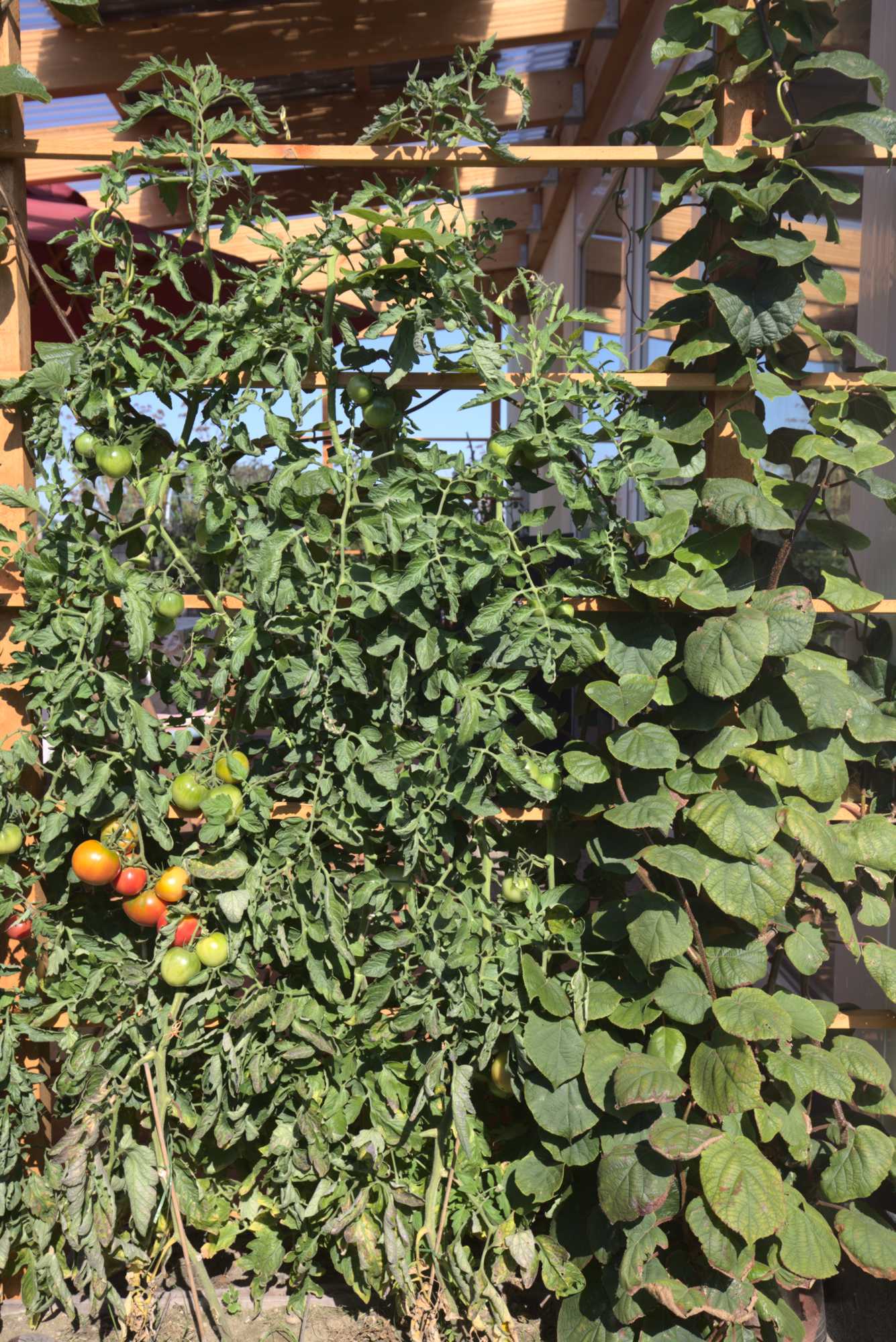 Lokation: Deutschland | Nordrhein-Westfalen | Heinsberg | Wassenberg Kategorien: Nutzgarten, Hortus rusticus, Selbstversorgung, Datum: 24.08.2019