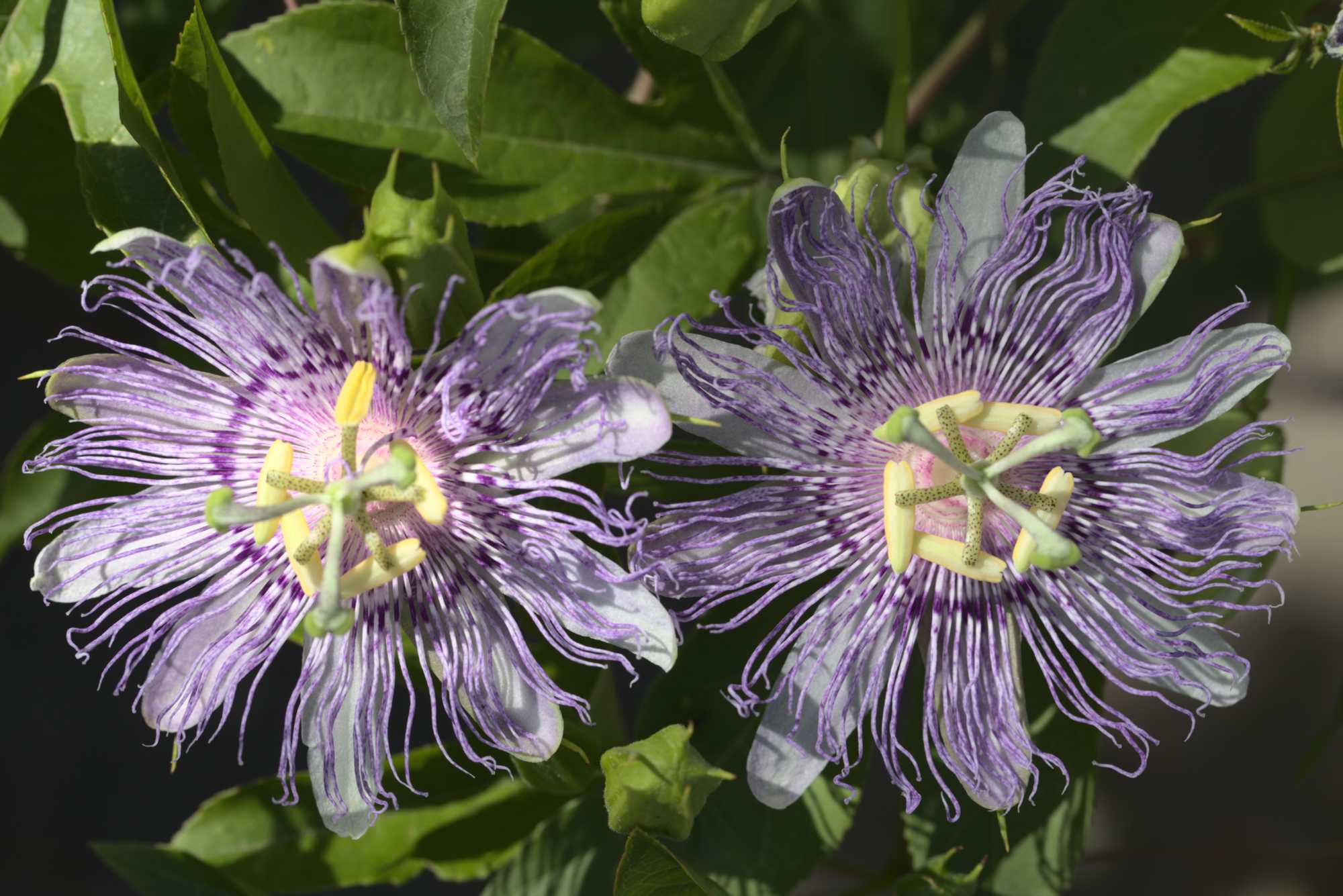 Lokation: Deutschland | Nordrhein-Westfalen | Heinsberg | Wassenberg Kategorien: Blüte, Hortus rusticus, Datum: 15.09.2019
