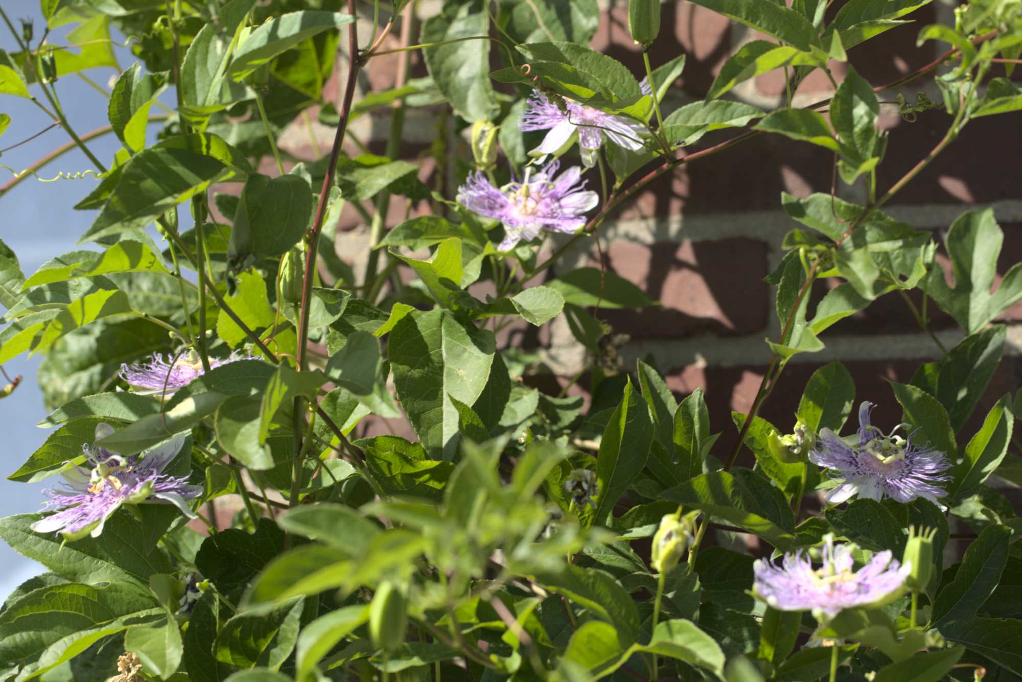 Lokation: Deutschland | Nordrhein-Westfalen | Heinsberg | Wassenberg Kategorien: Kletterpflanzen, Hortus rusticus, Datum: 15.09.2019