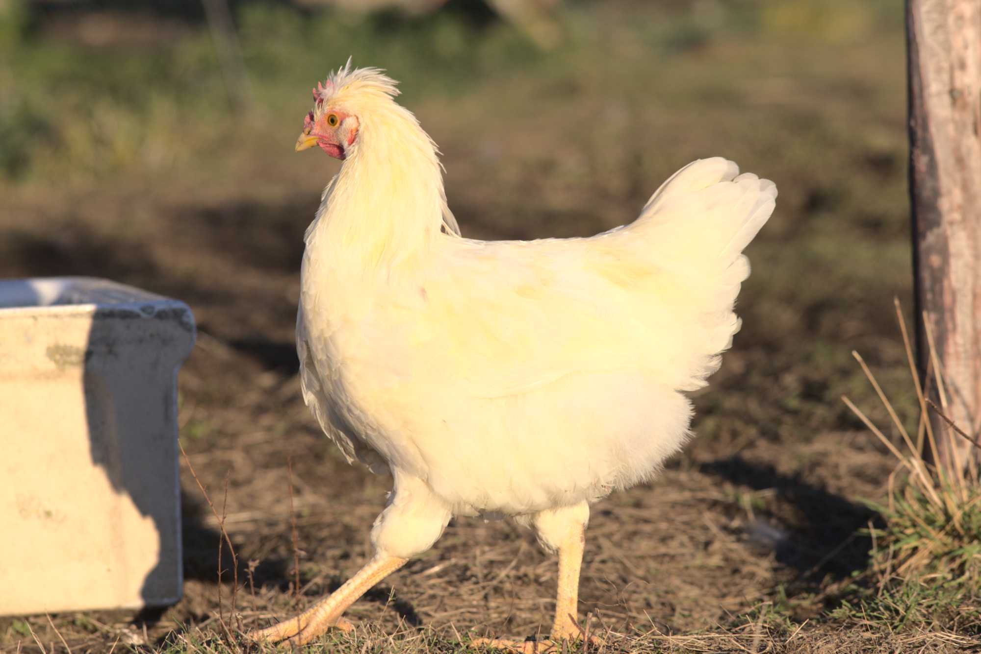Lokation: Deutschland | Nordrhein-Westfalen | Heinsberg | Wassenberg Kategorien: Hühner, Hortus rusticus, Datum: 30.12.2019